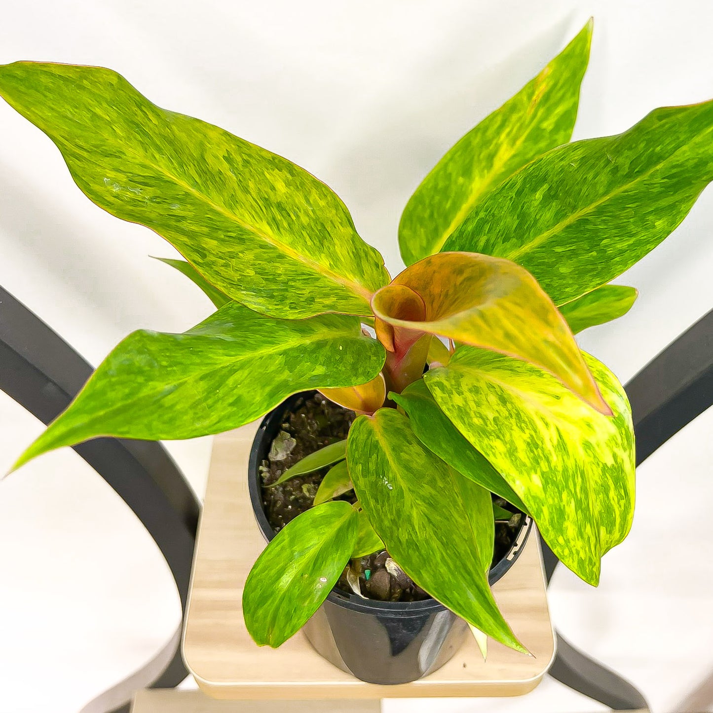Philodendron Autumn Queen