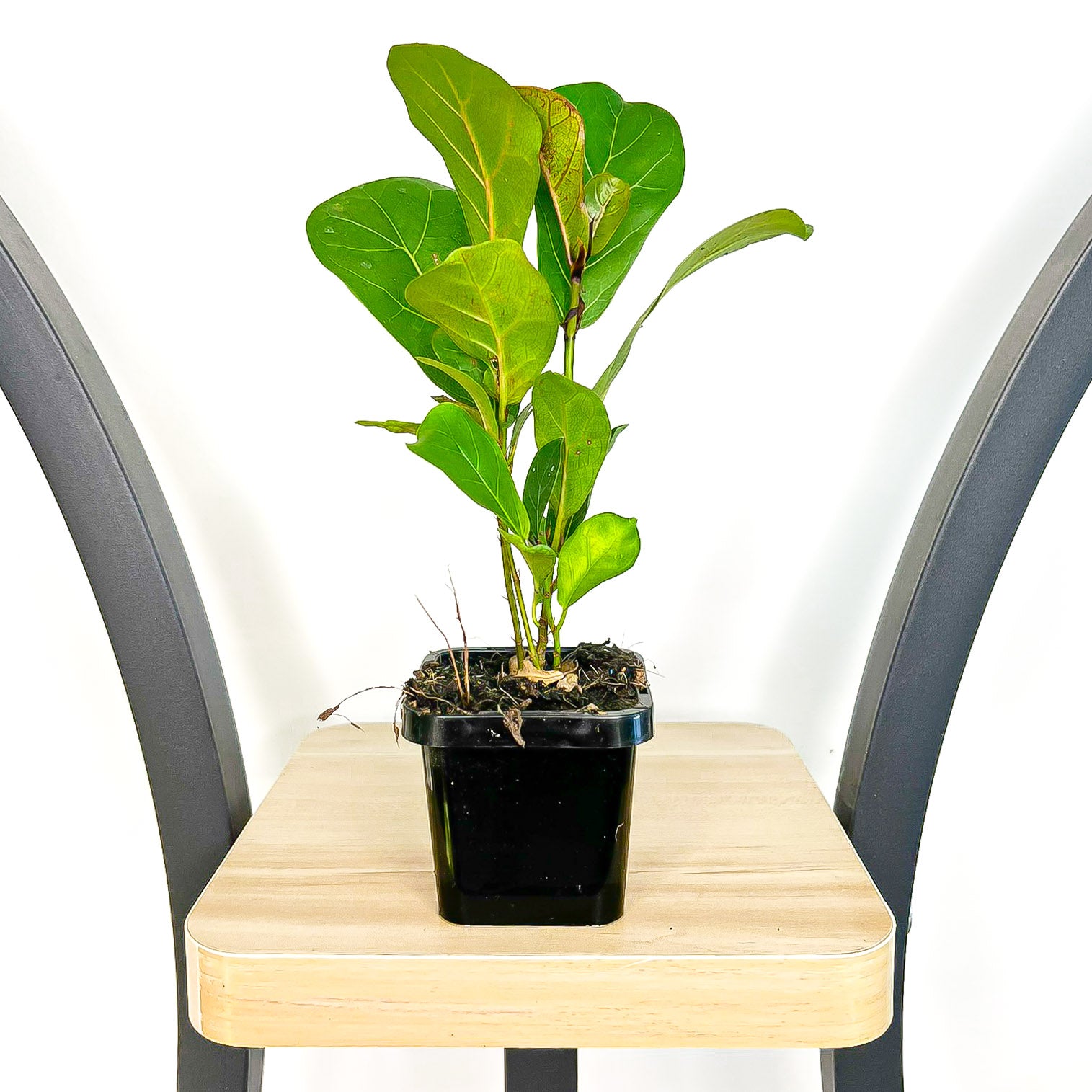 Ficus Lyrata Bambino Dwarf Fiddle Leaf Fig | The Plant Boys