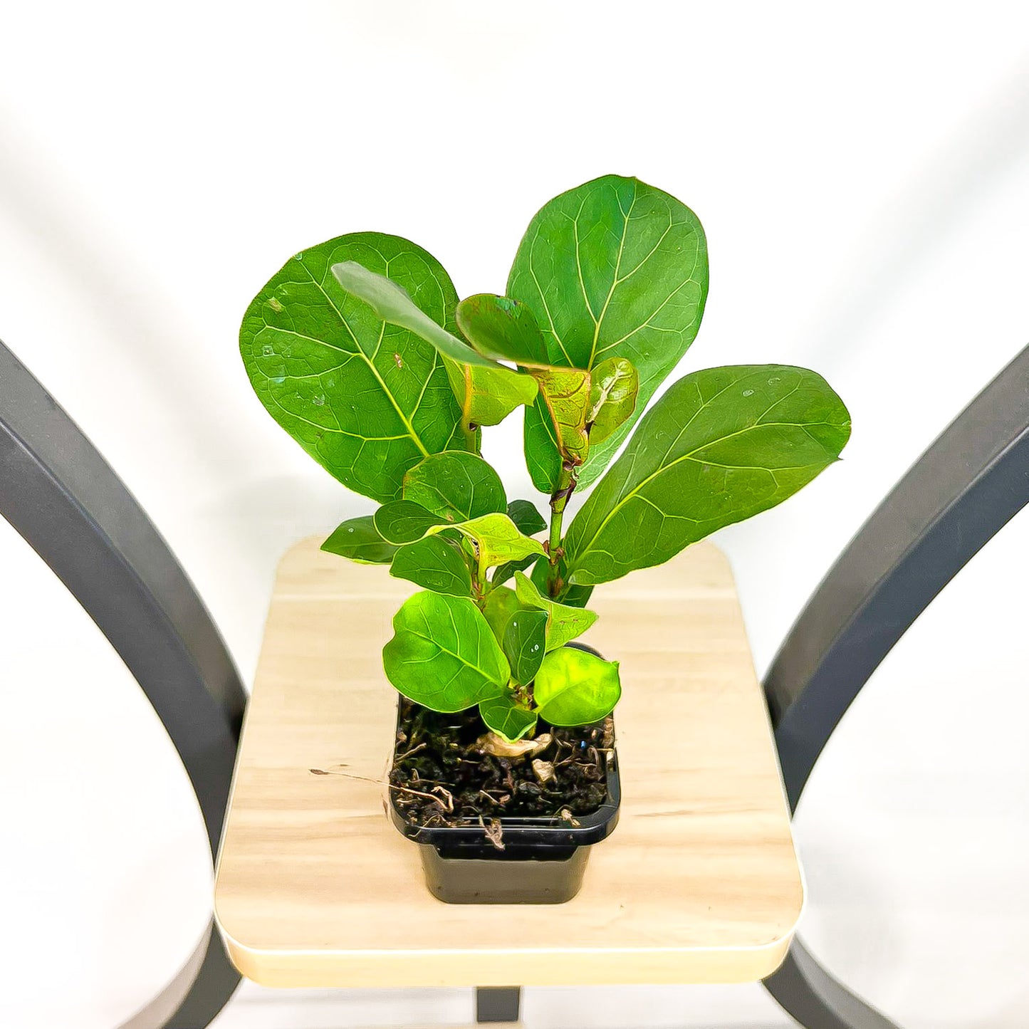 Ficus Lyrata Bambino Dwarf Fiddle Leaf Fig | The Plant Boys