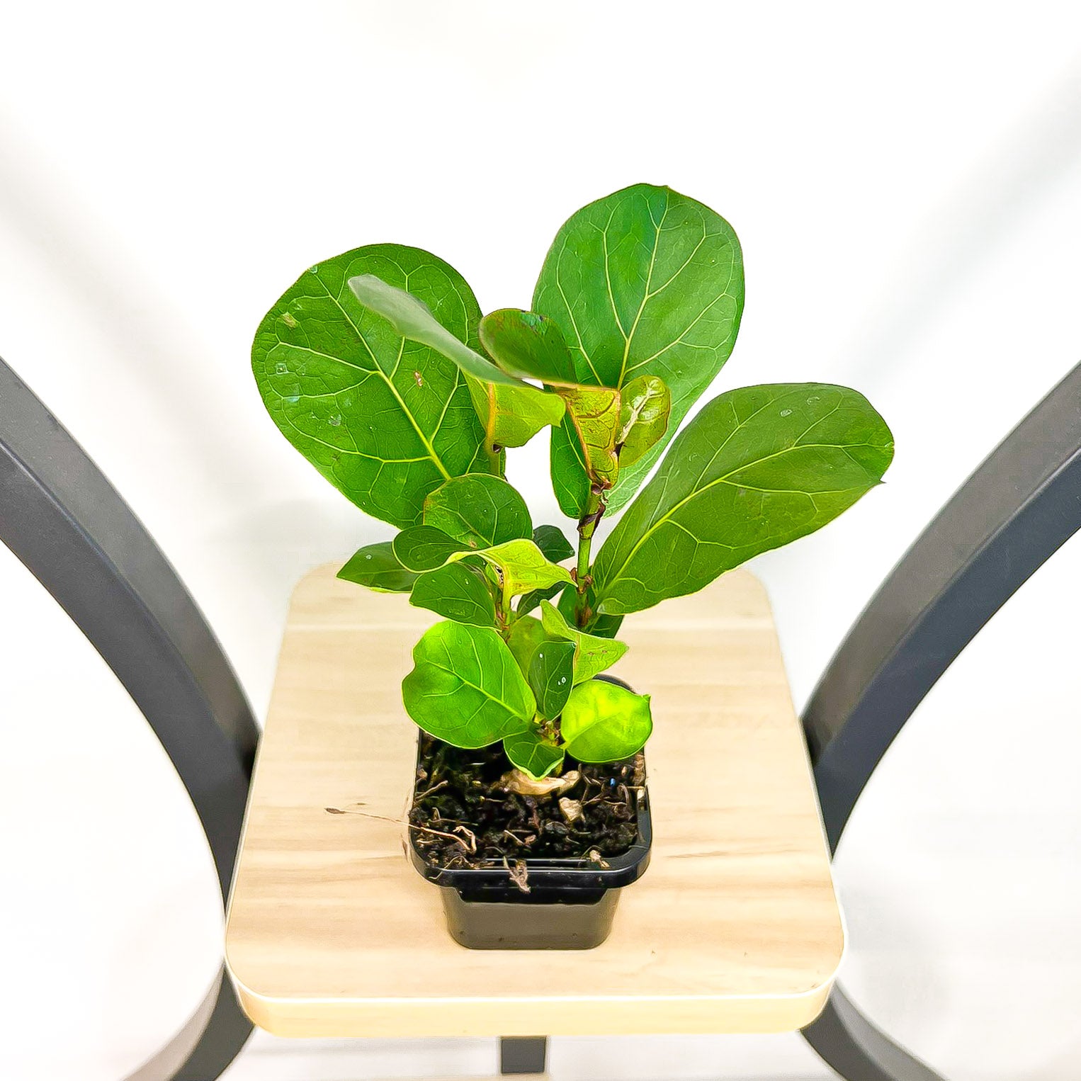 Ficus Lyrata Bambino Dwarf Fiddle Leaf Fig | The Plant Boys