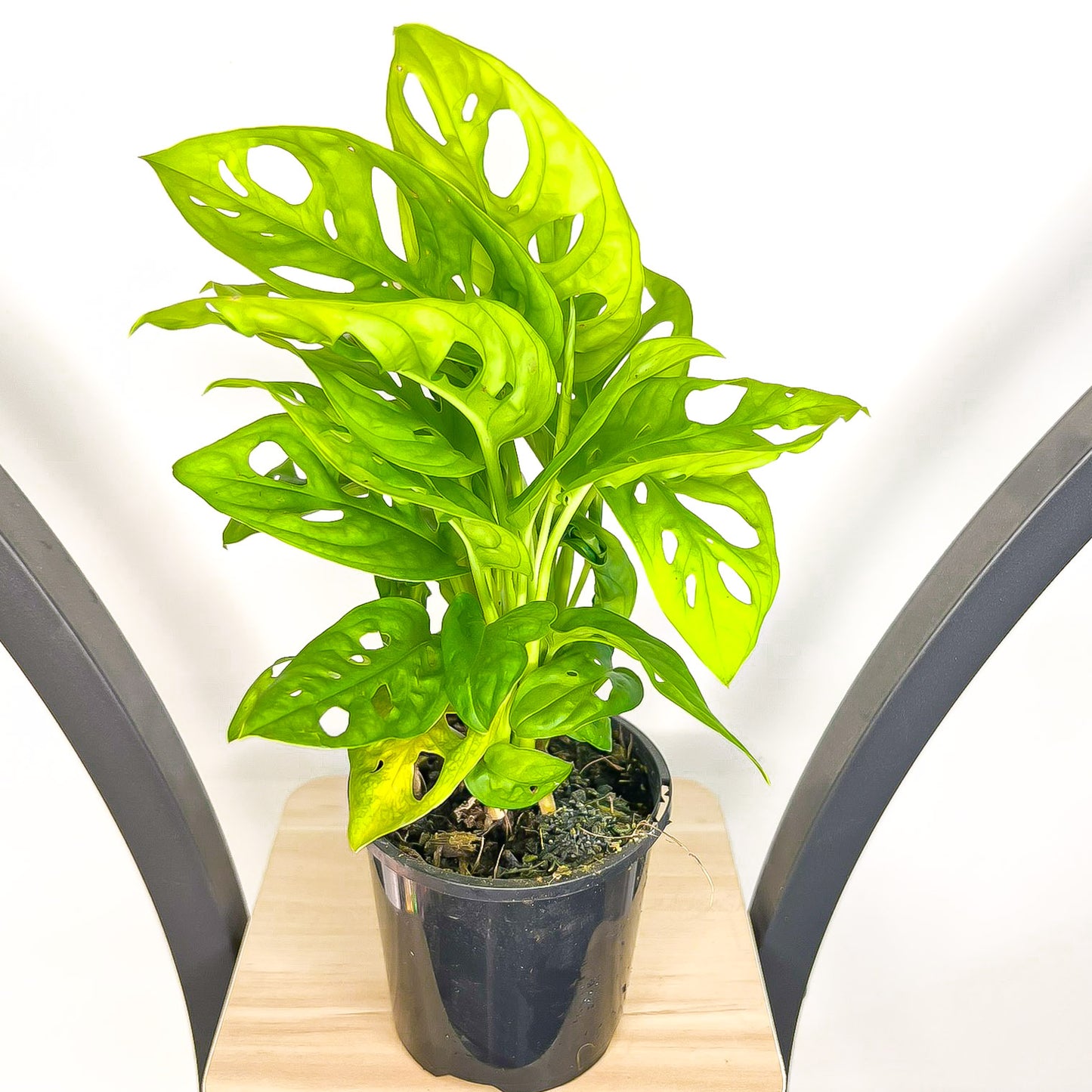 Monstera Friedrichsthalii
