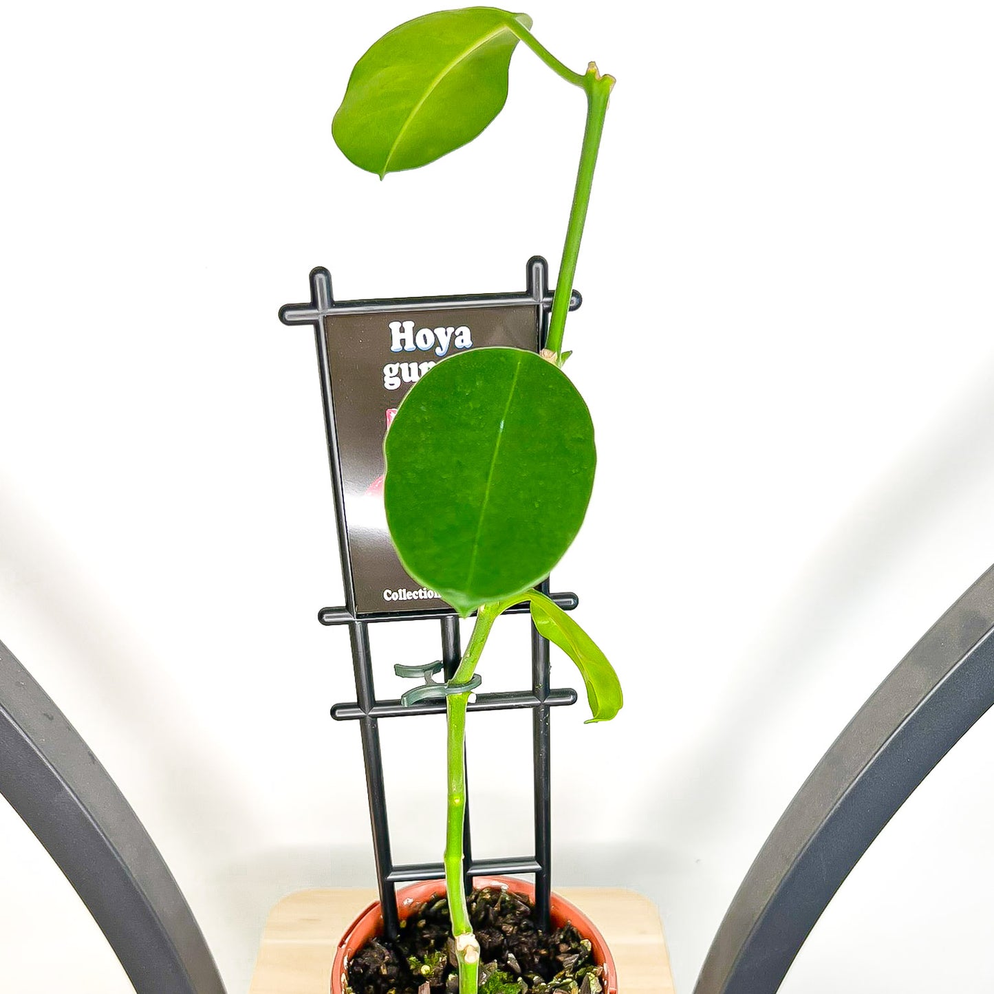 Hoya Guppyi