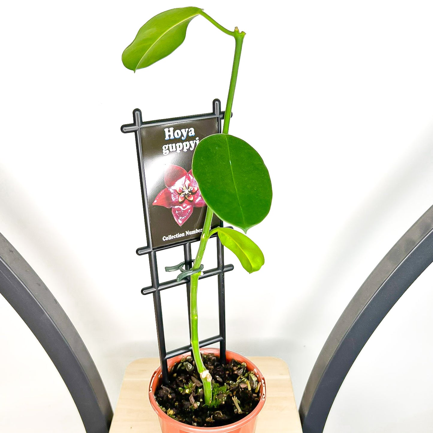 Hoya Guppyi