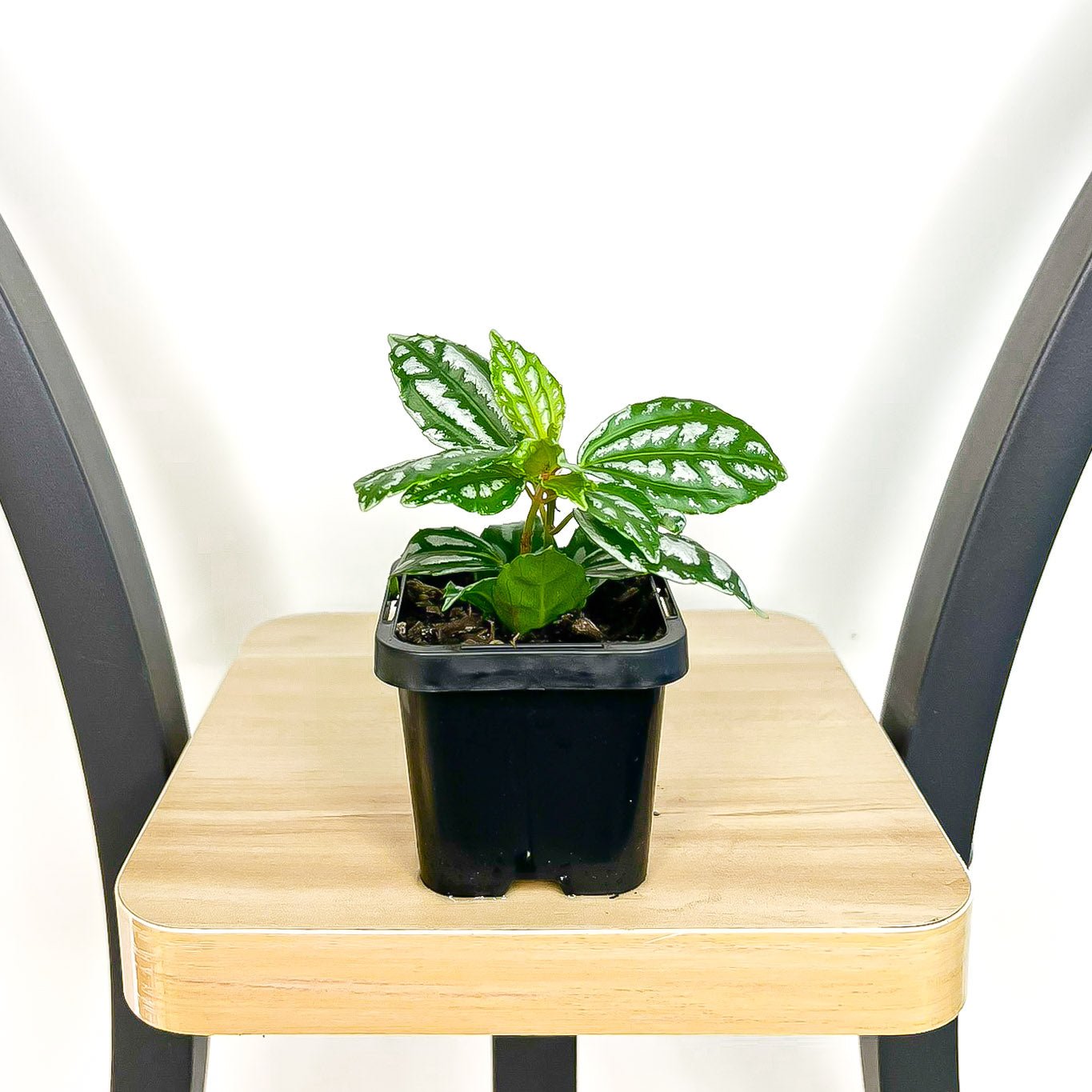 Pilea Cadieri Aluminium Plant | The Plant Boys