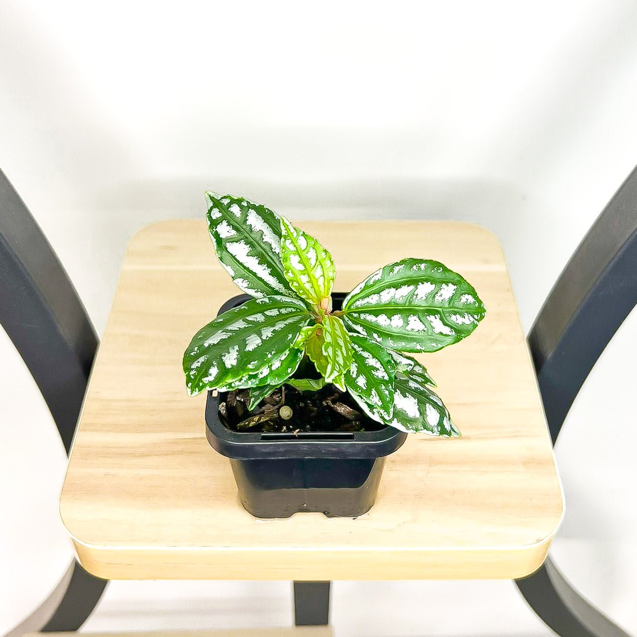 Pilea Cadieri Aluminium Plant | The Plant Boys