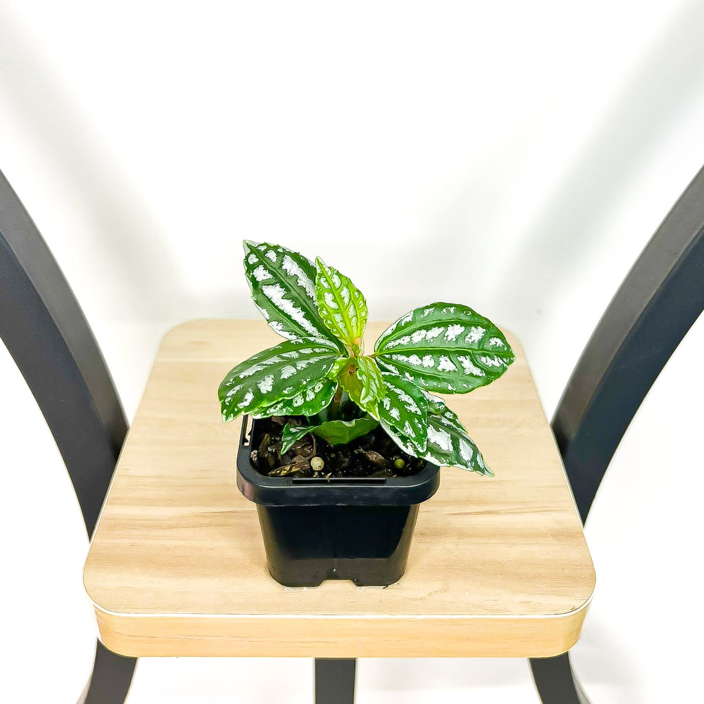 Pilea Cadieri Aluminium Plant | The Plant Boys