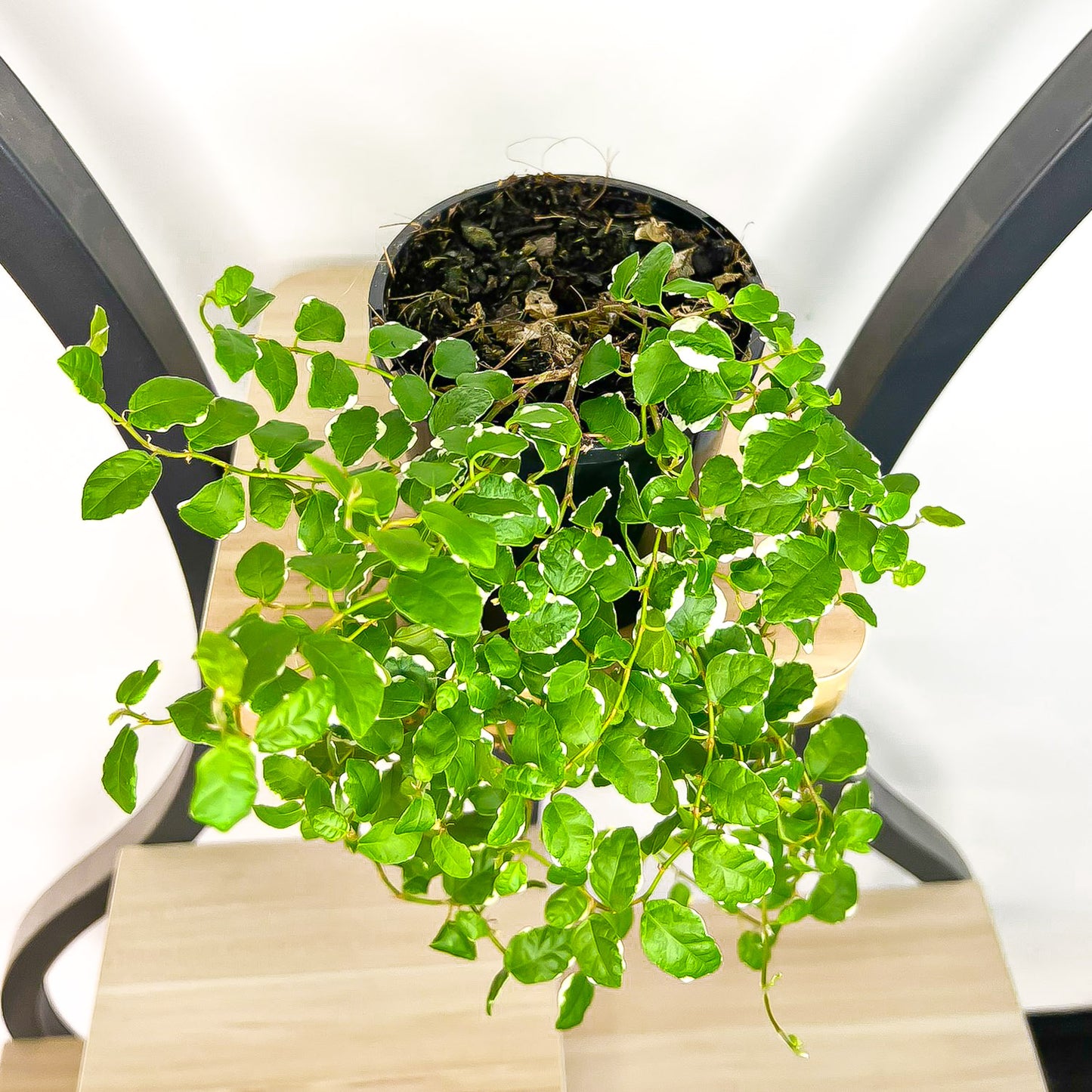 Ficus Pumila Variegated Creeping Fig | The Plant Boys