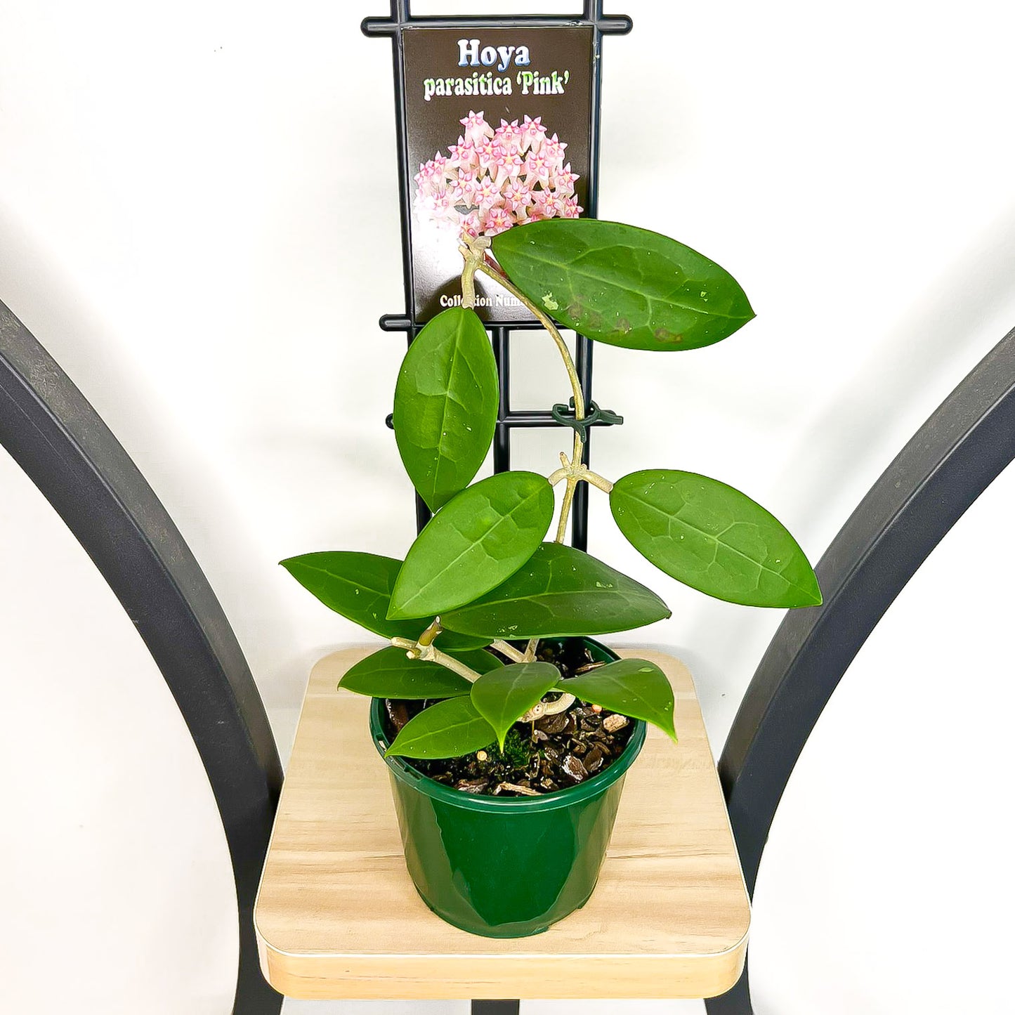 Hoya Parasitica Pink