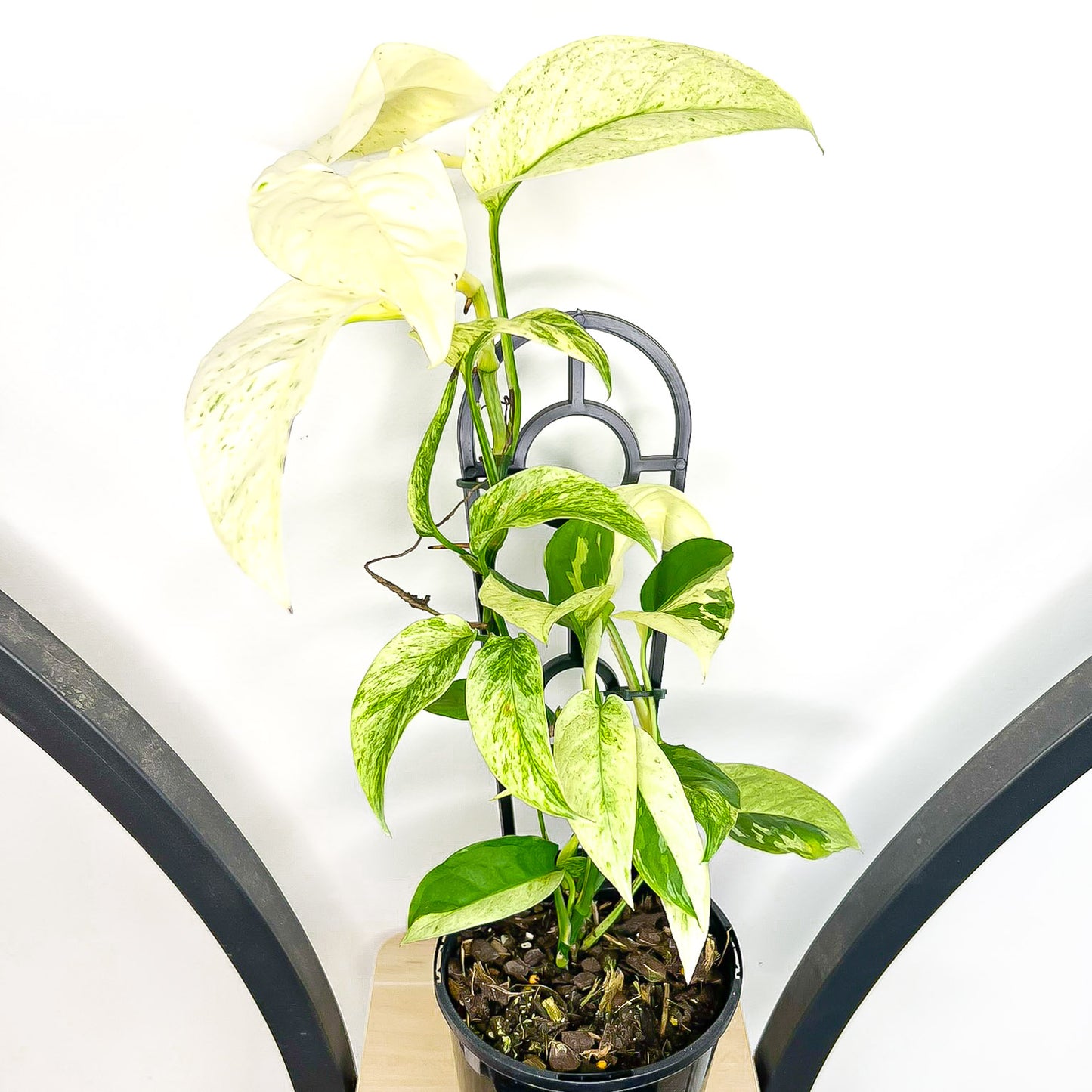 Monstera Laniata Variegata
