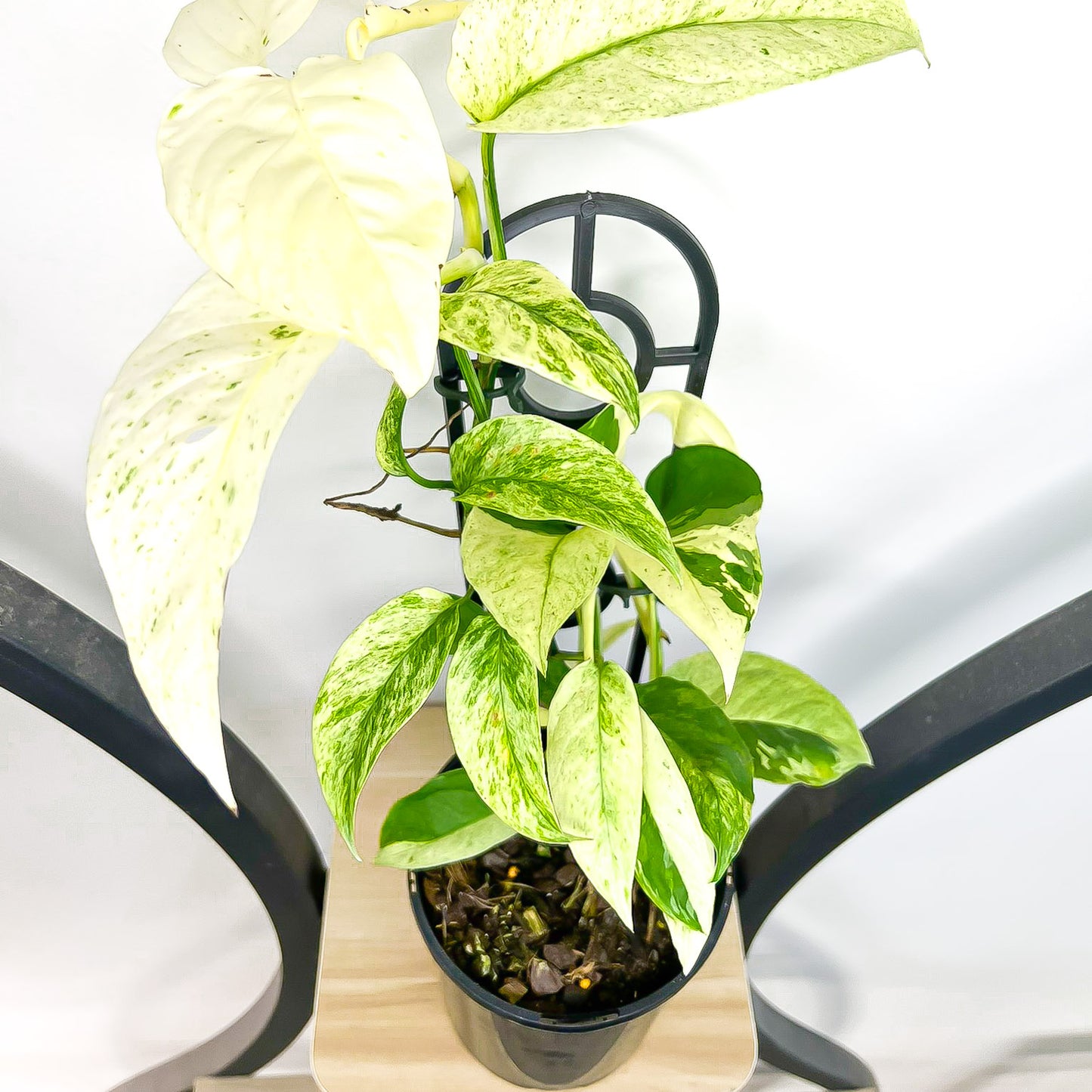 Monstera Laniata Variegata