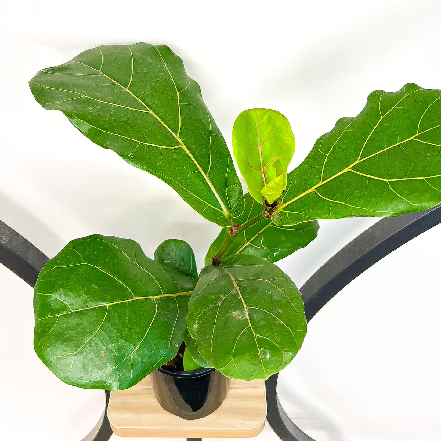 Ficus Lyrata Fiddle Leaf Fig