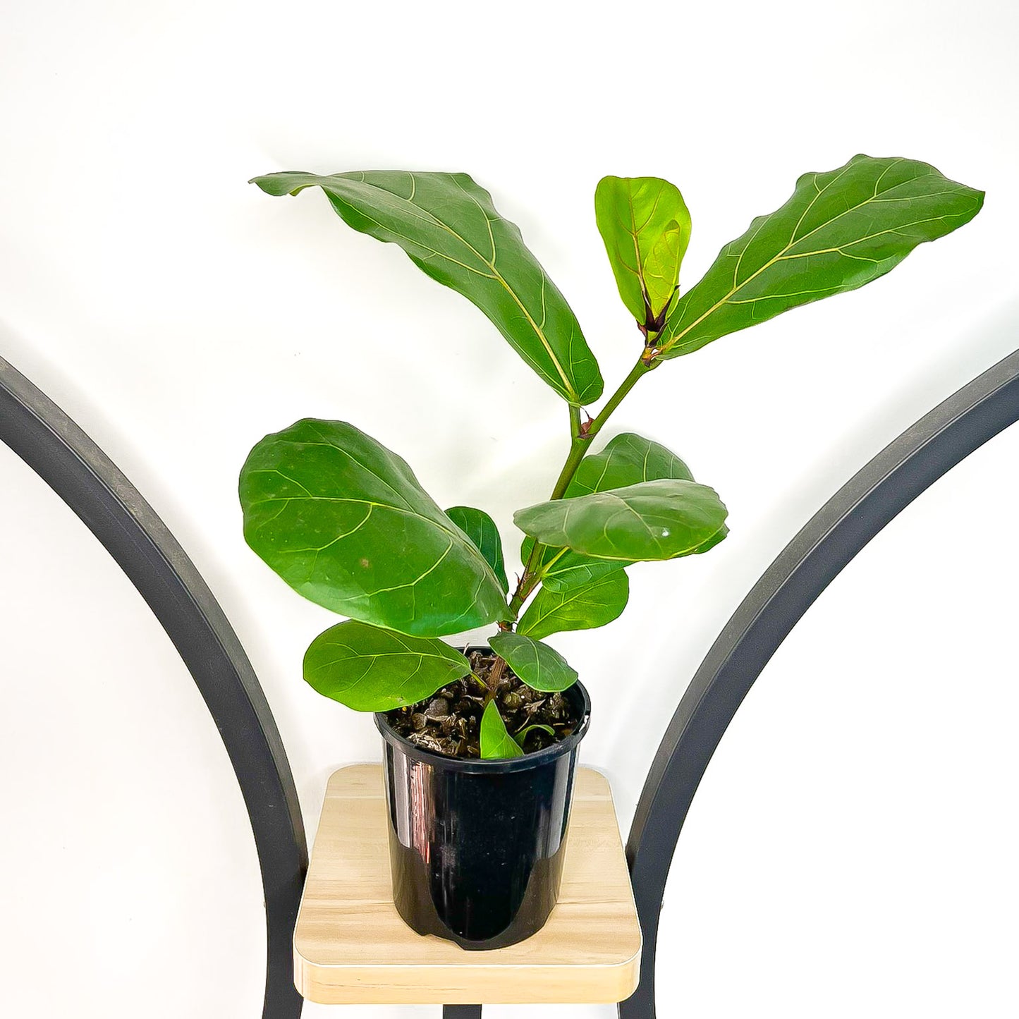 Ficus Lyrata Fiddle Leaf Fig