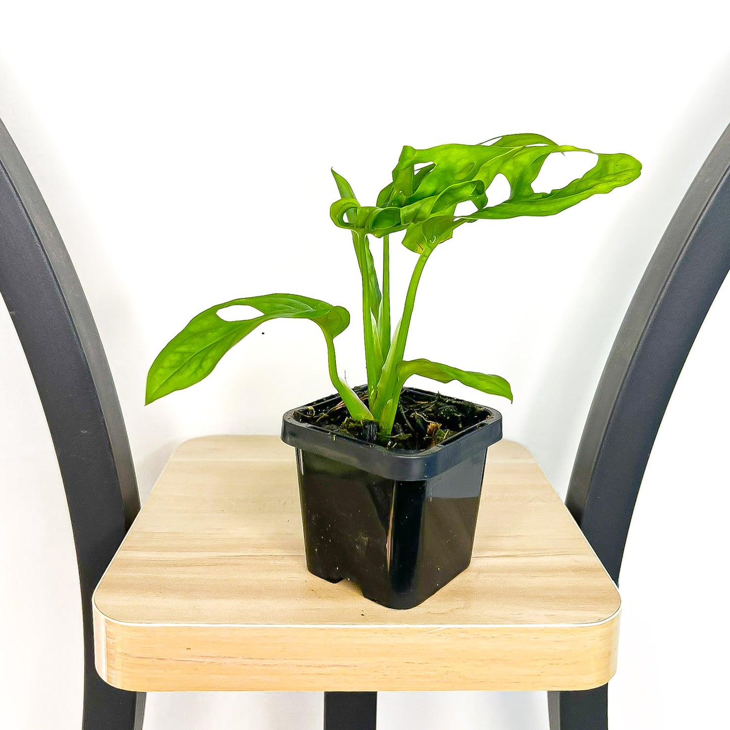 Monstera Friedrichsthalii