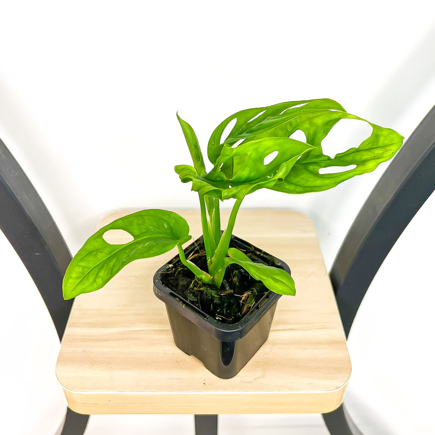 Monstera Friedrichsthalii