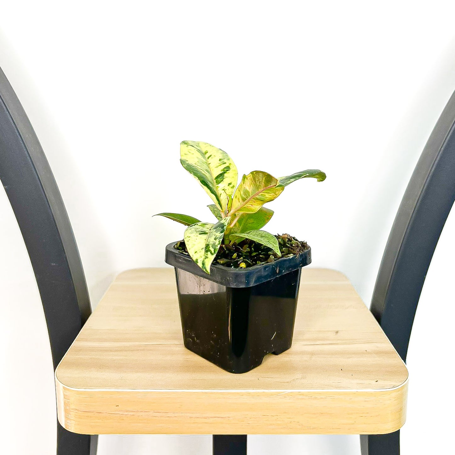 Ficus Elastica Shivereana