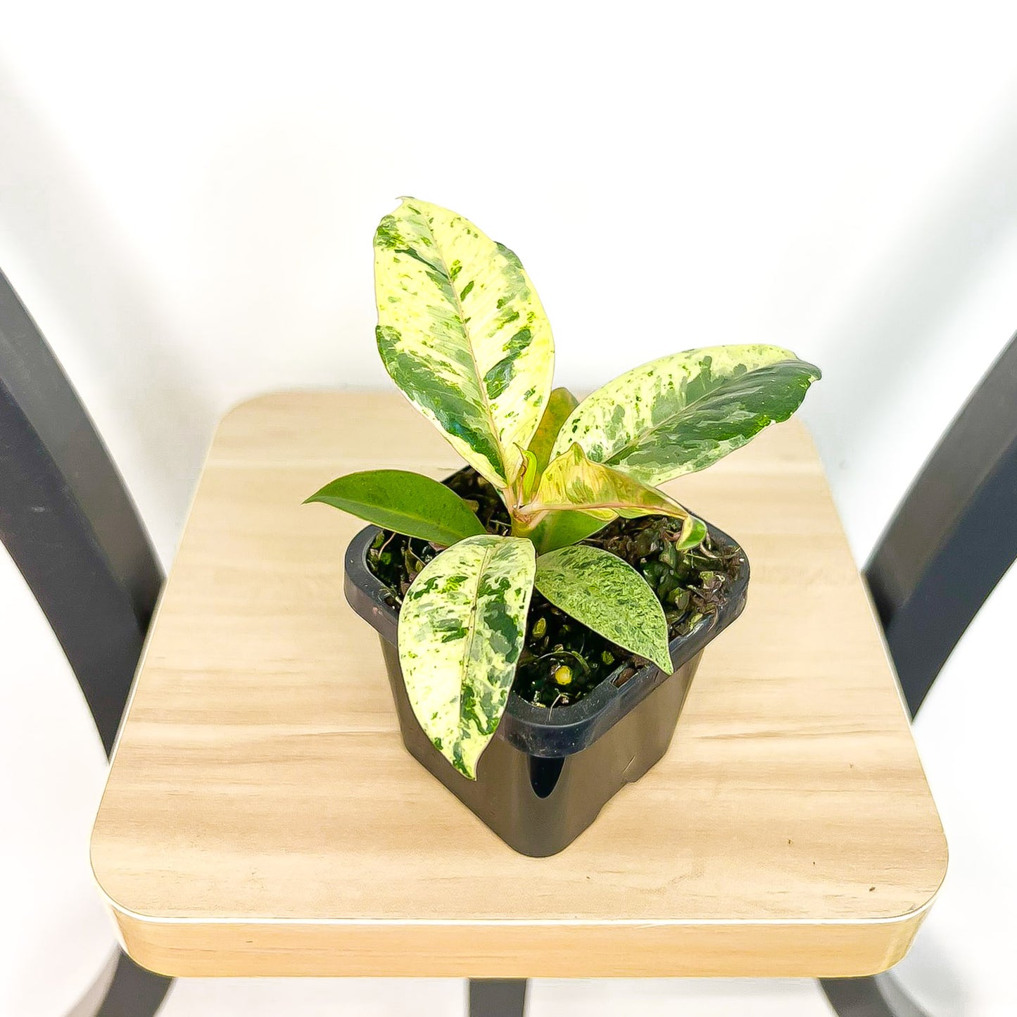 Ficus Elastica Shivereana