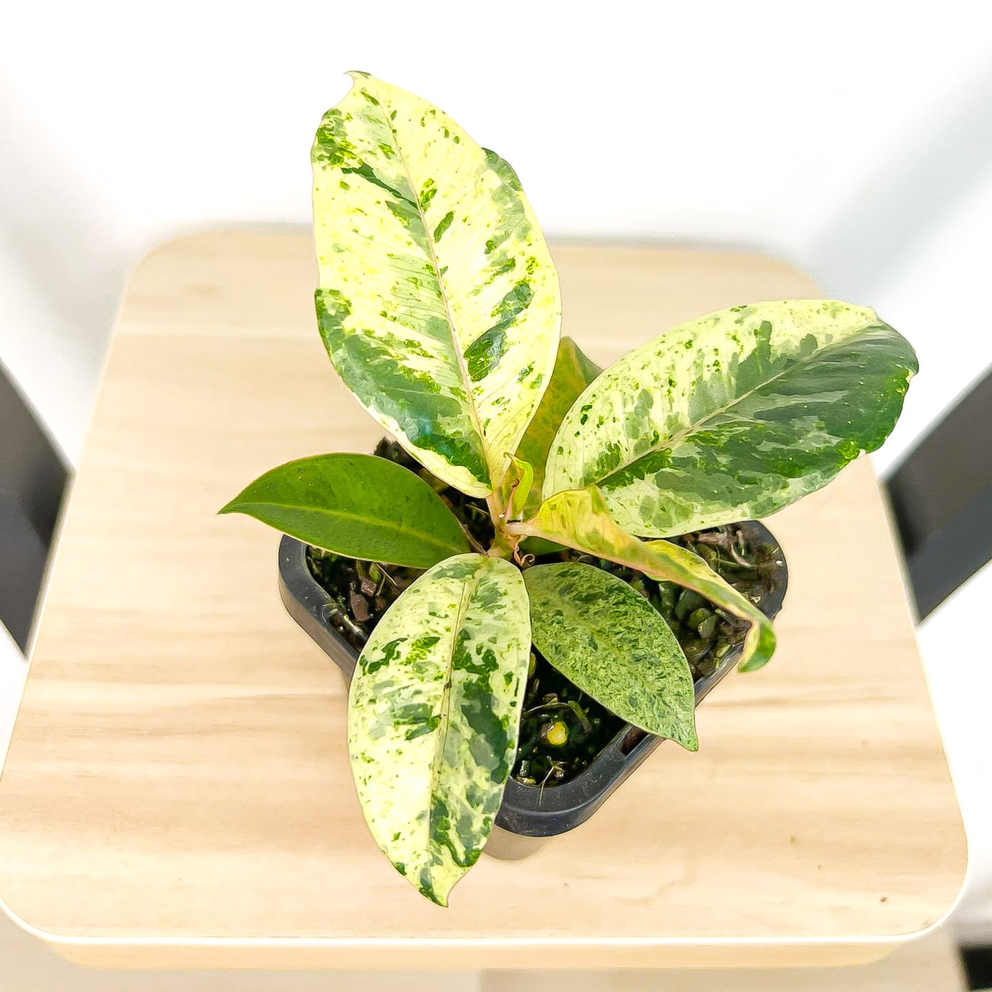 Ficus Elastica Shivereana