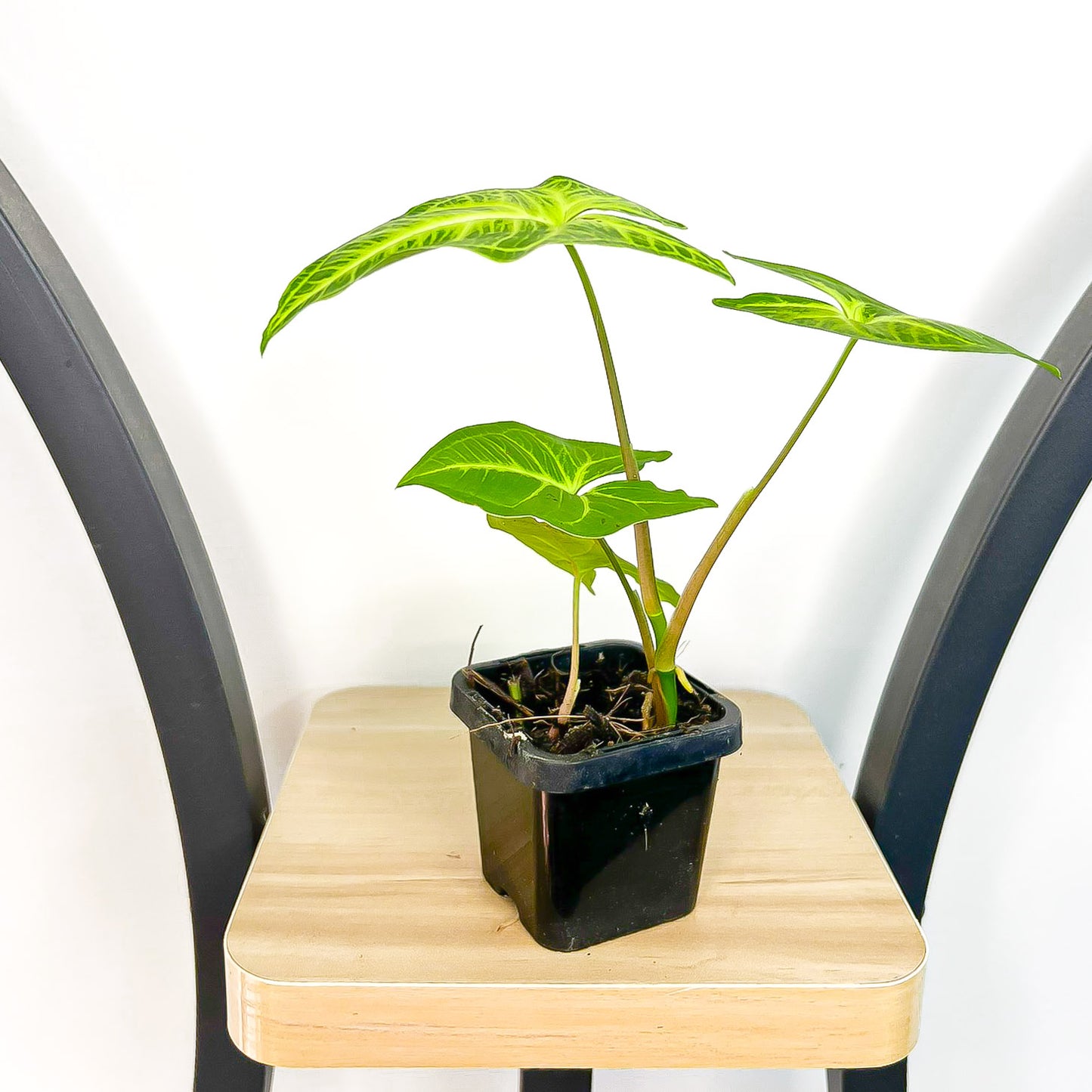 Syngonium Noak | The Plant Boys