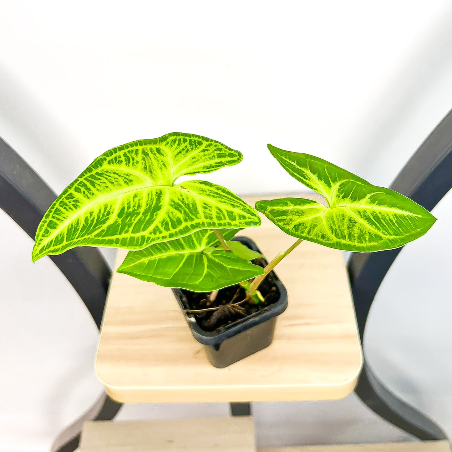 Syngonium Noak | The Plant Boys