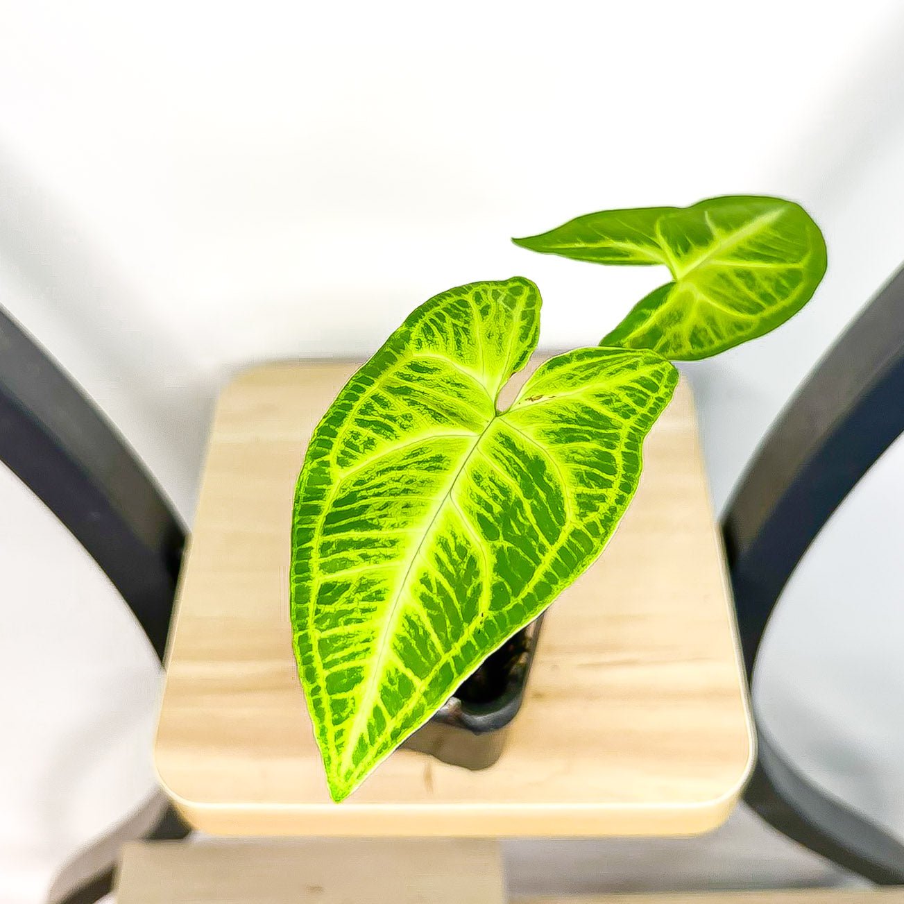 Syngonium Noak | The Plant Boys
