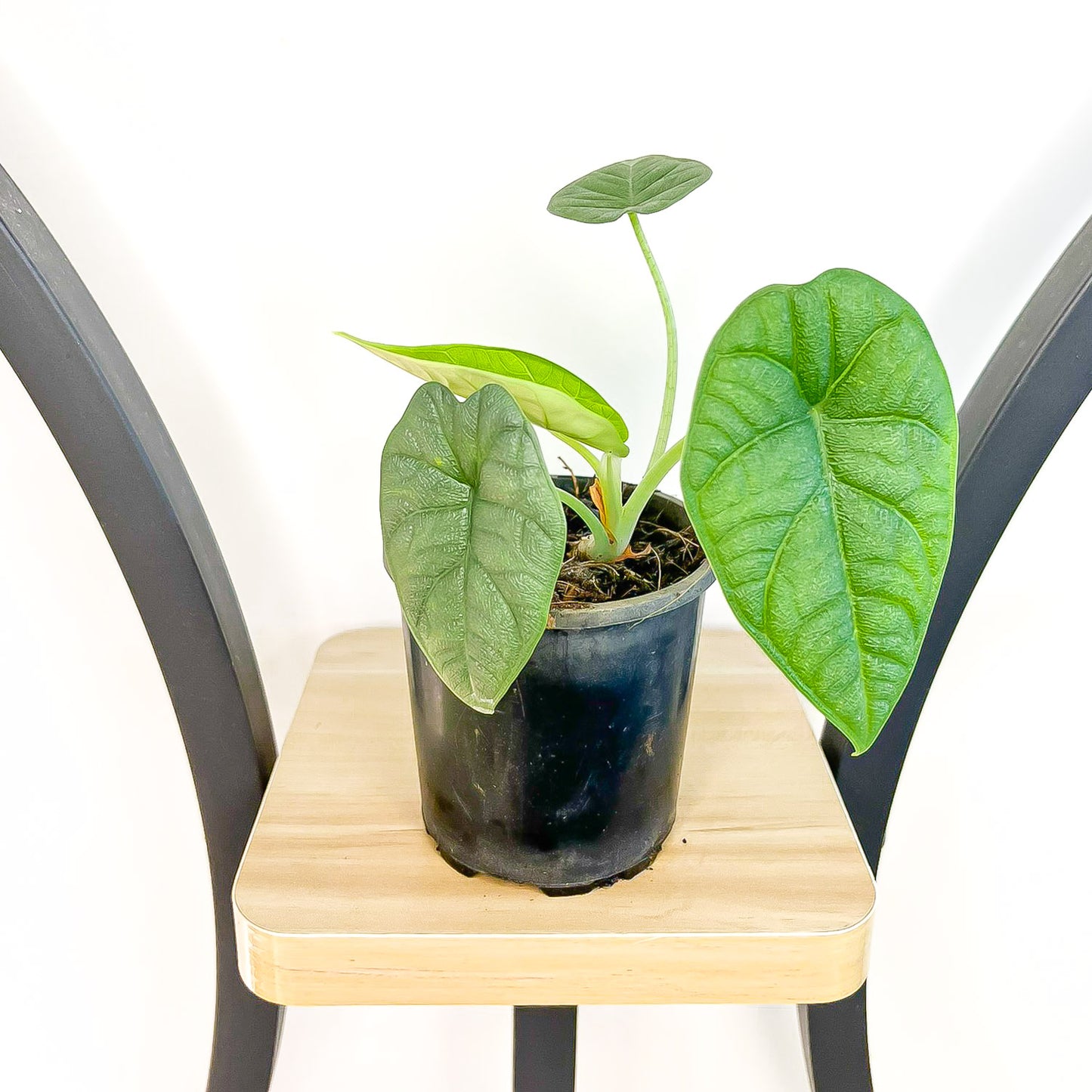 Alocasia Melo