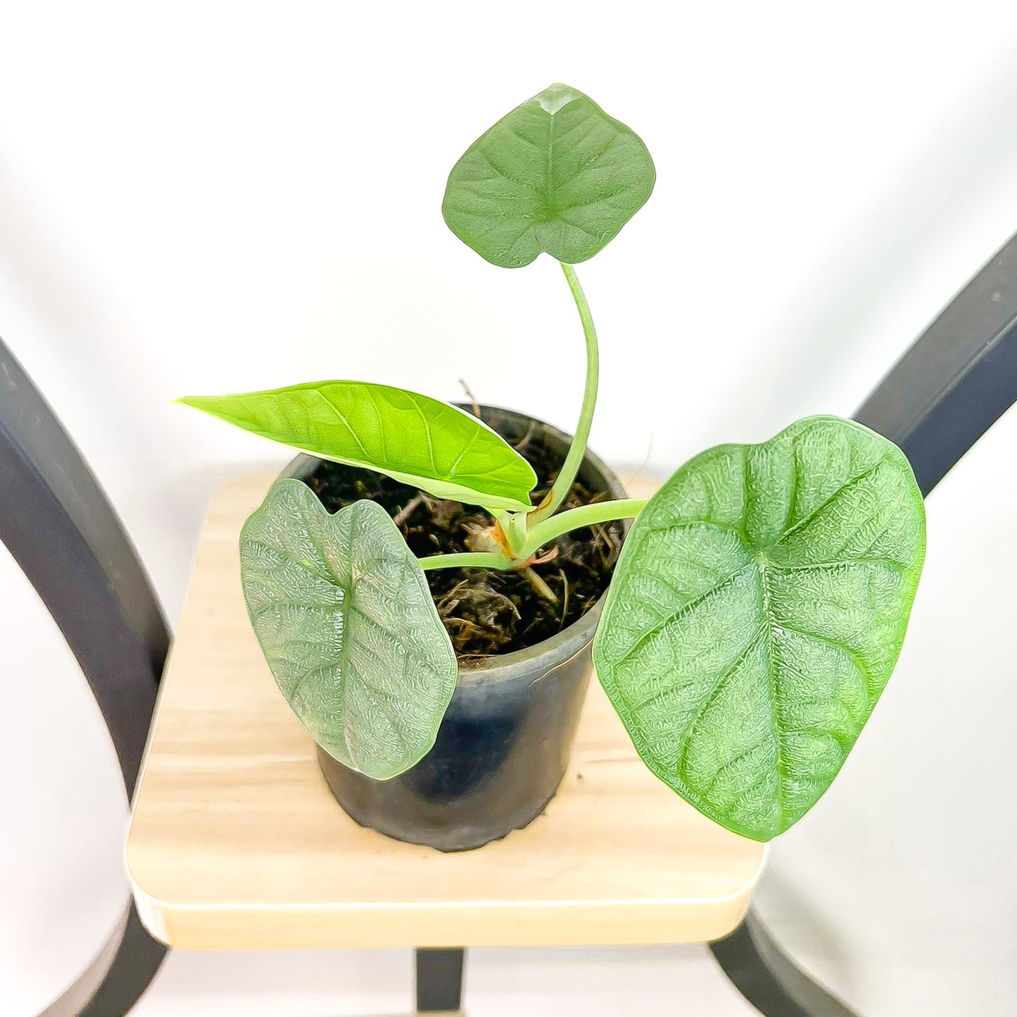 Alocasia Melo