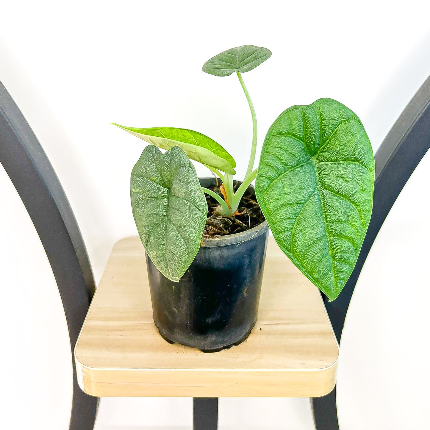 Alocasia Melo
