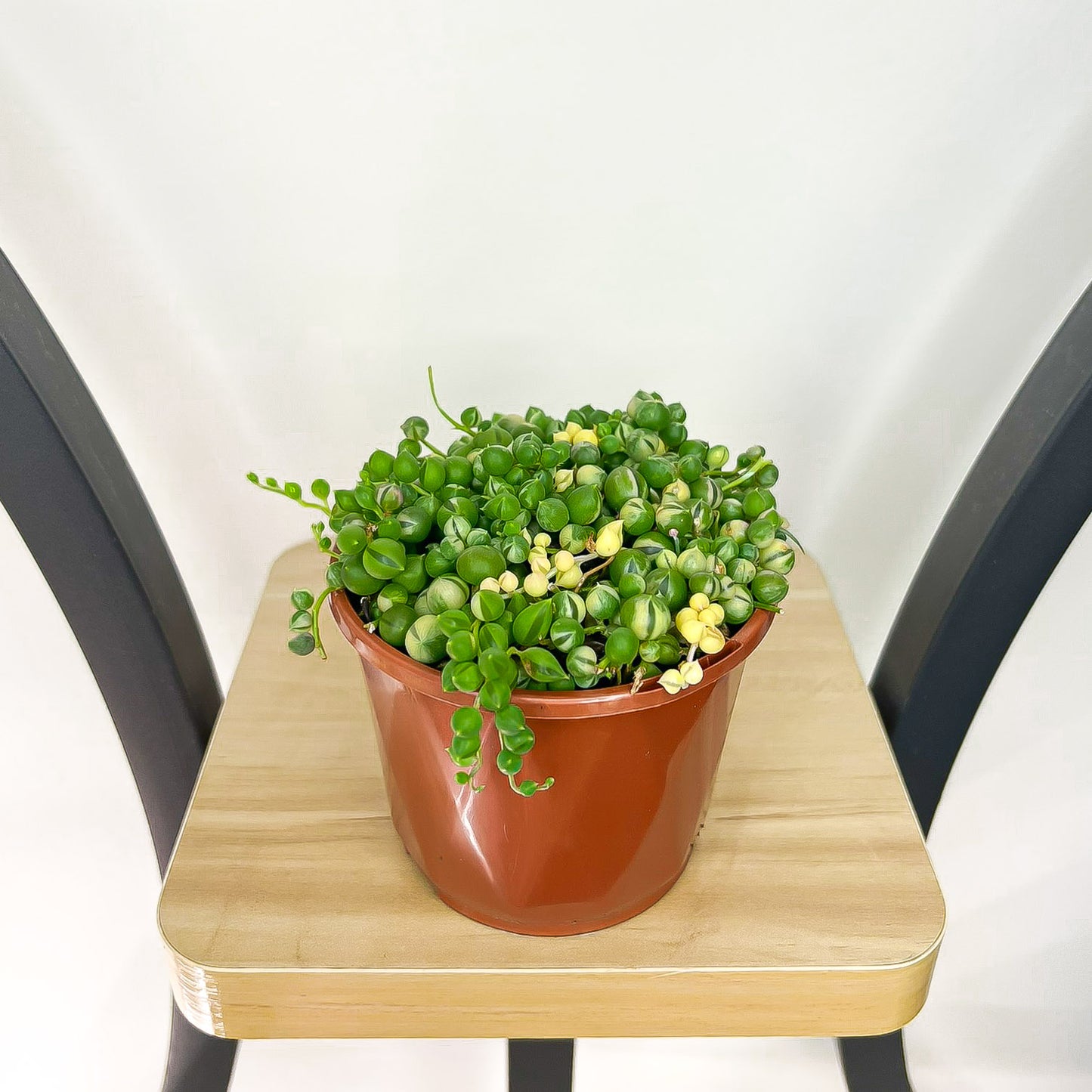 Senecio Rowleyanus String of Pearls Variegated