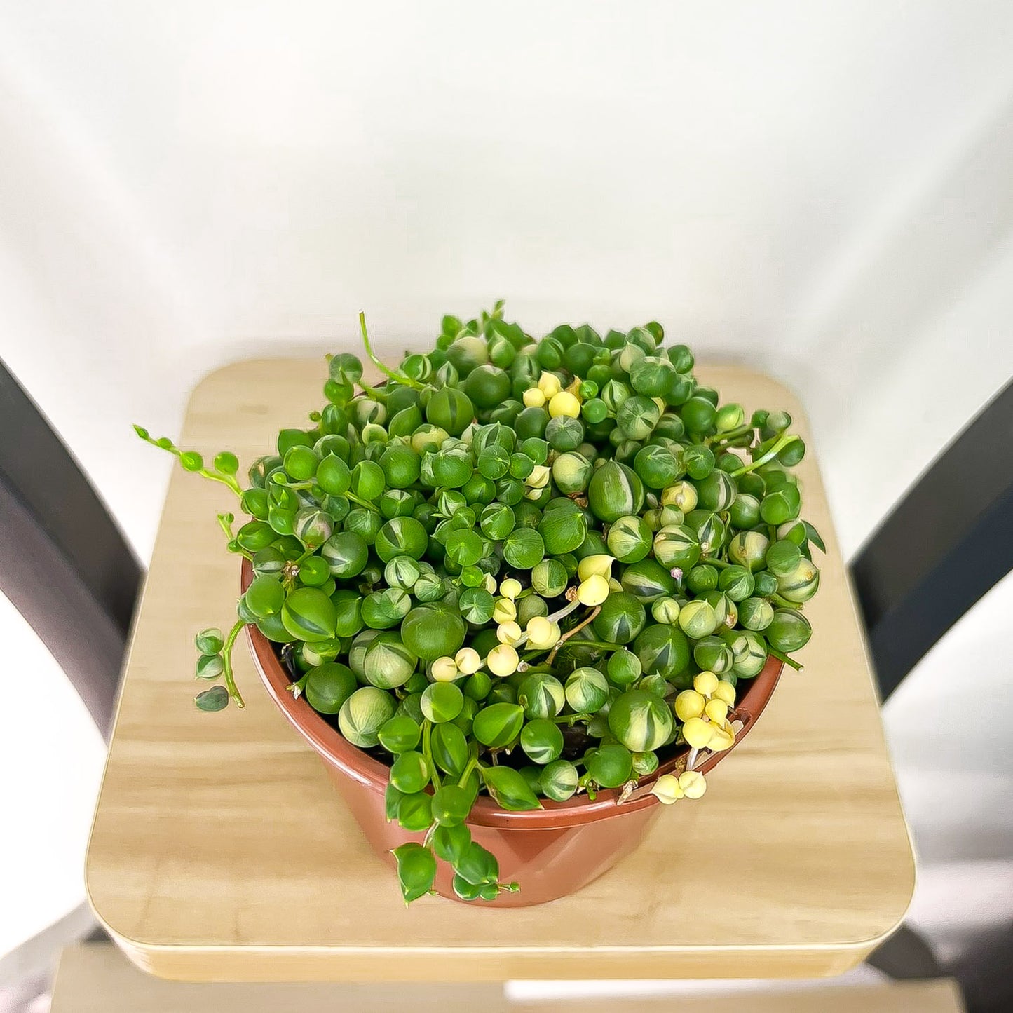 Senecio Rowleyanus String of Pearls Variegated