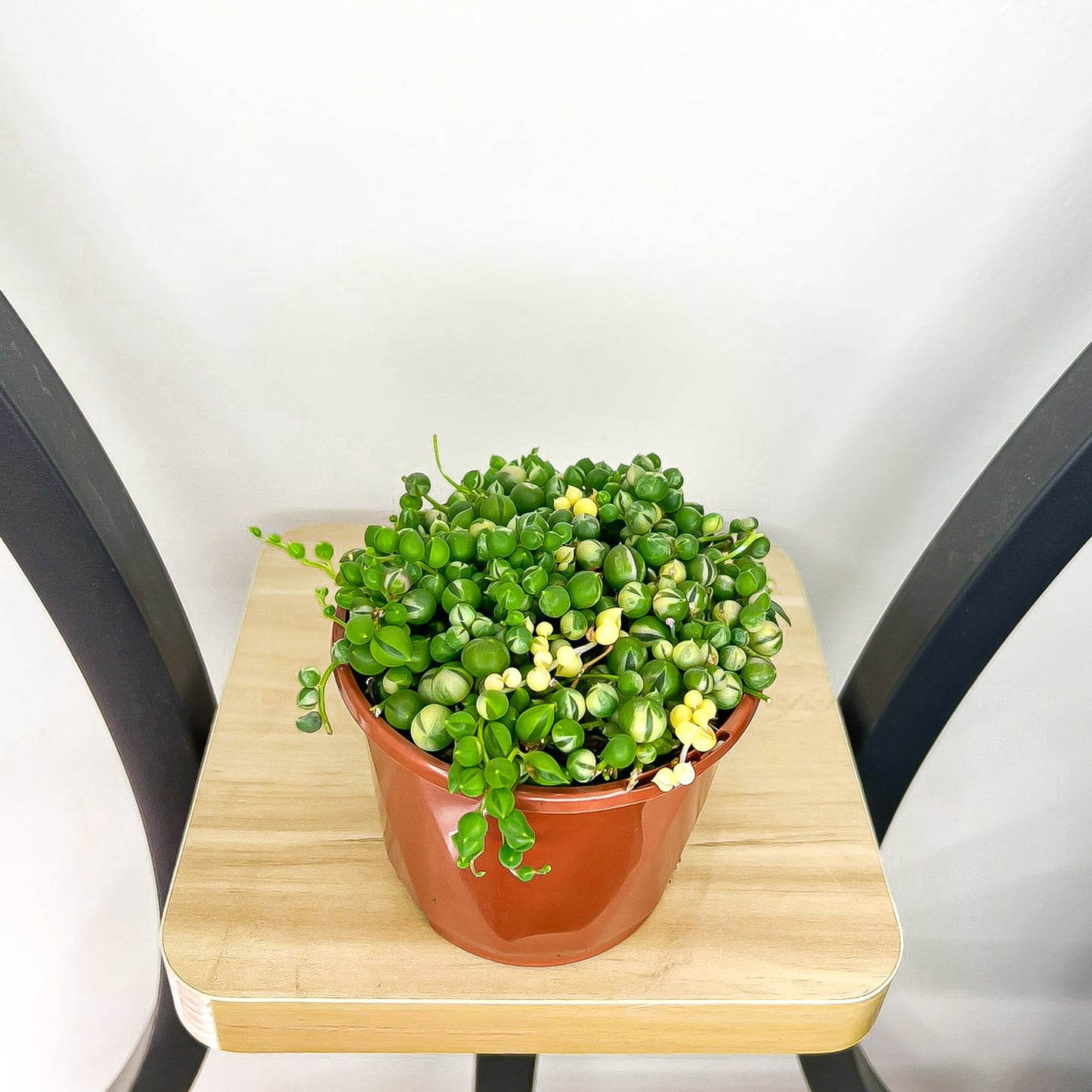 Senecio Rowleyanus String of Pearls Variegated