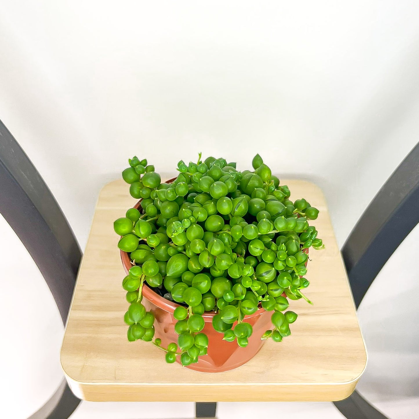 Senecio Rowleyanus String of Pearls