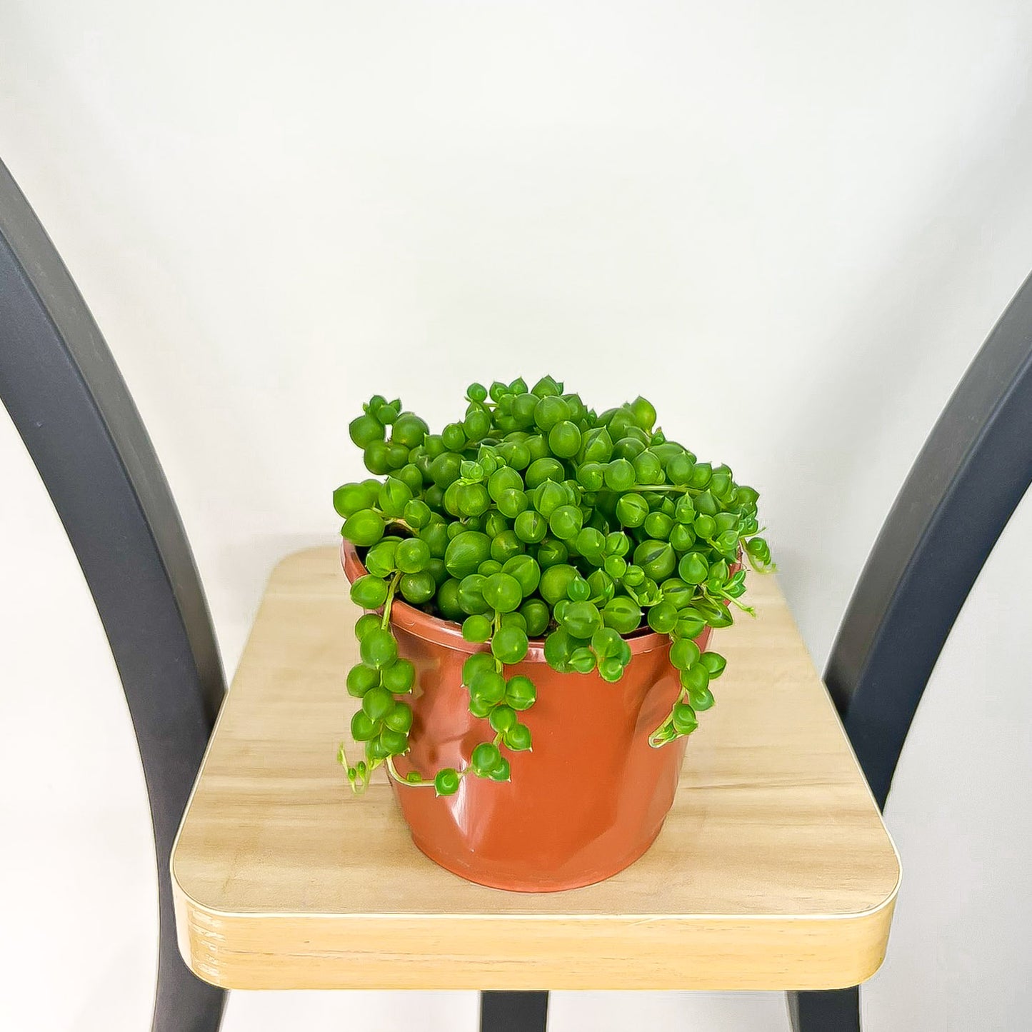 Senecio Rowleyanus String of Pearls