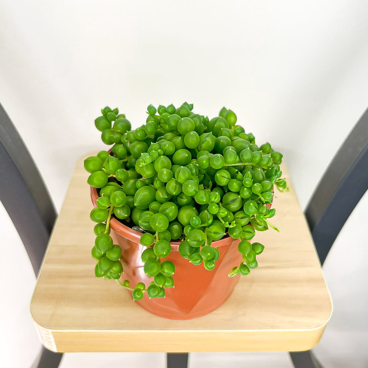 Senecio Rowleyanus String of Pearls