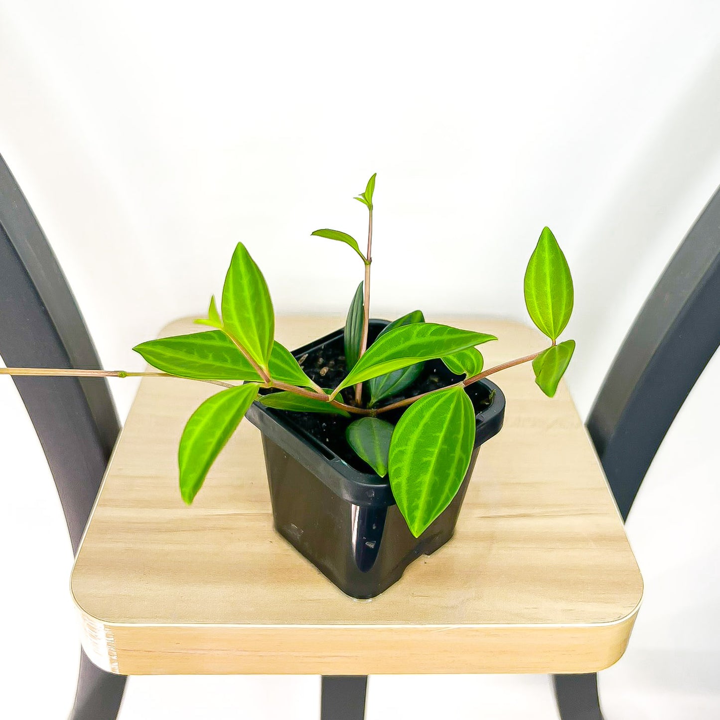 Peperomia Diamond