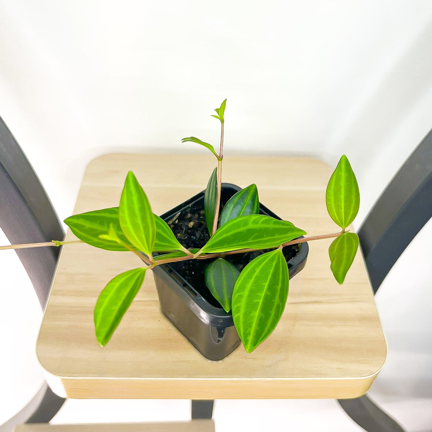 Peperomia Diamond