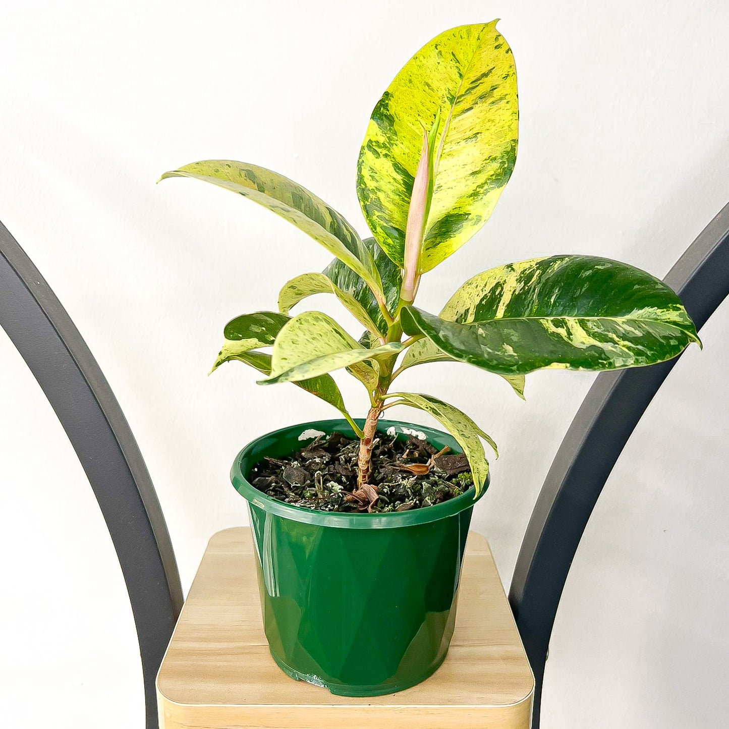 Ficus Elastica Shivereana