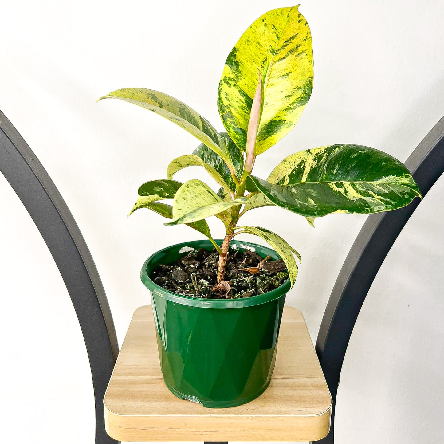 Ficus Elastica Shivereana