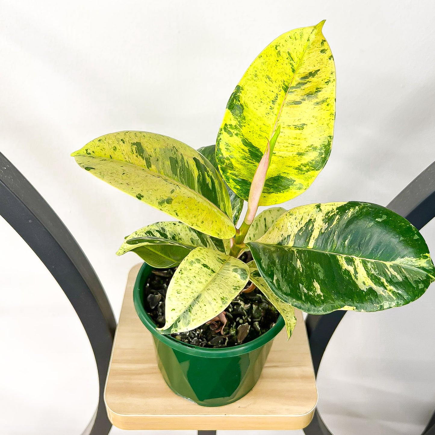Ficus Elastica Shivereana