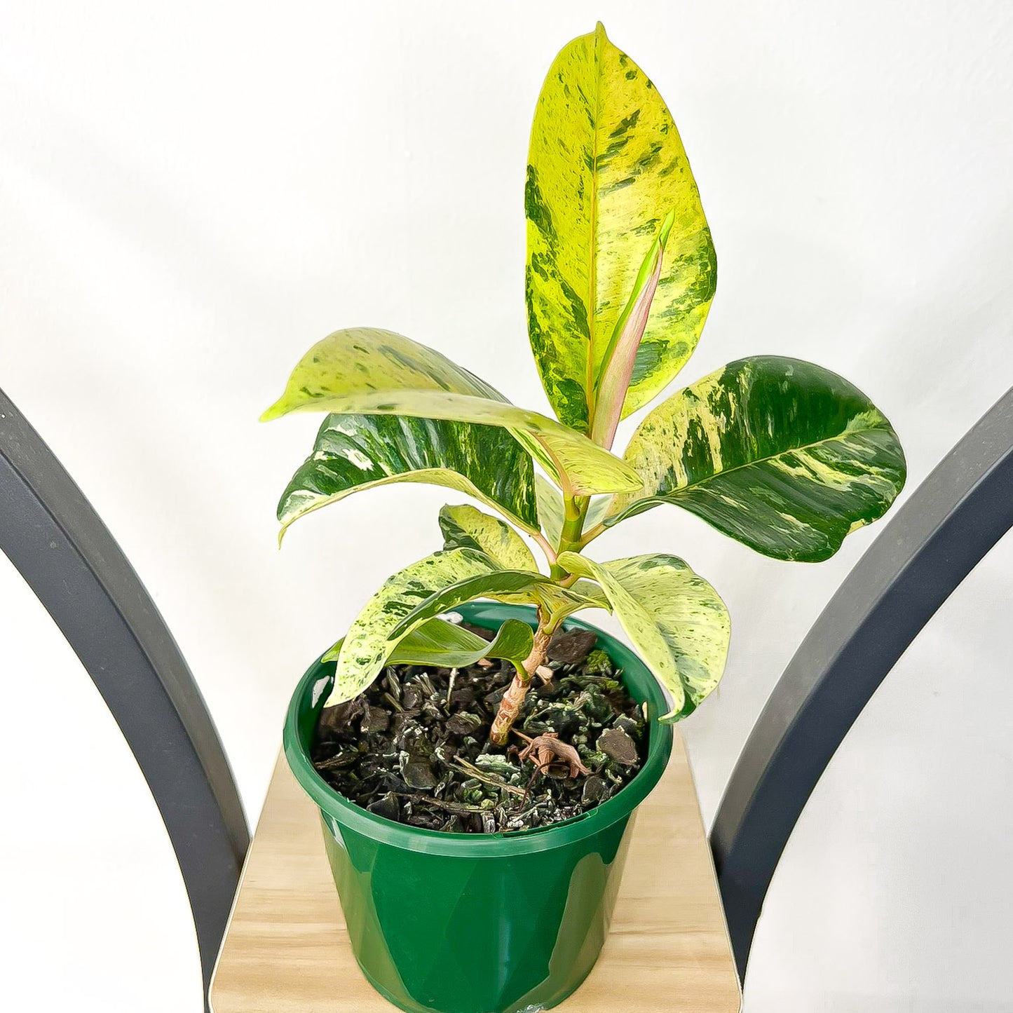 Ficus Elastica Shivereana