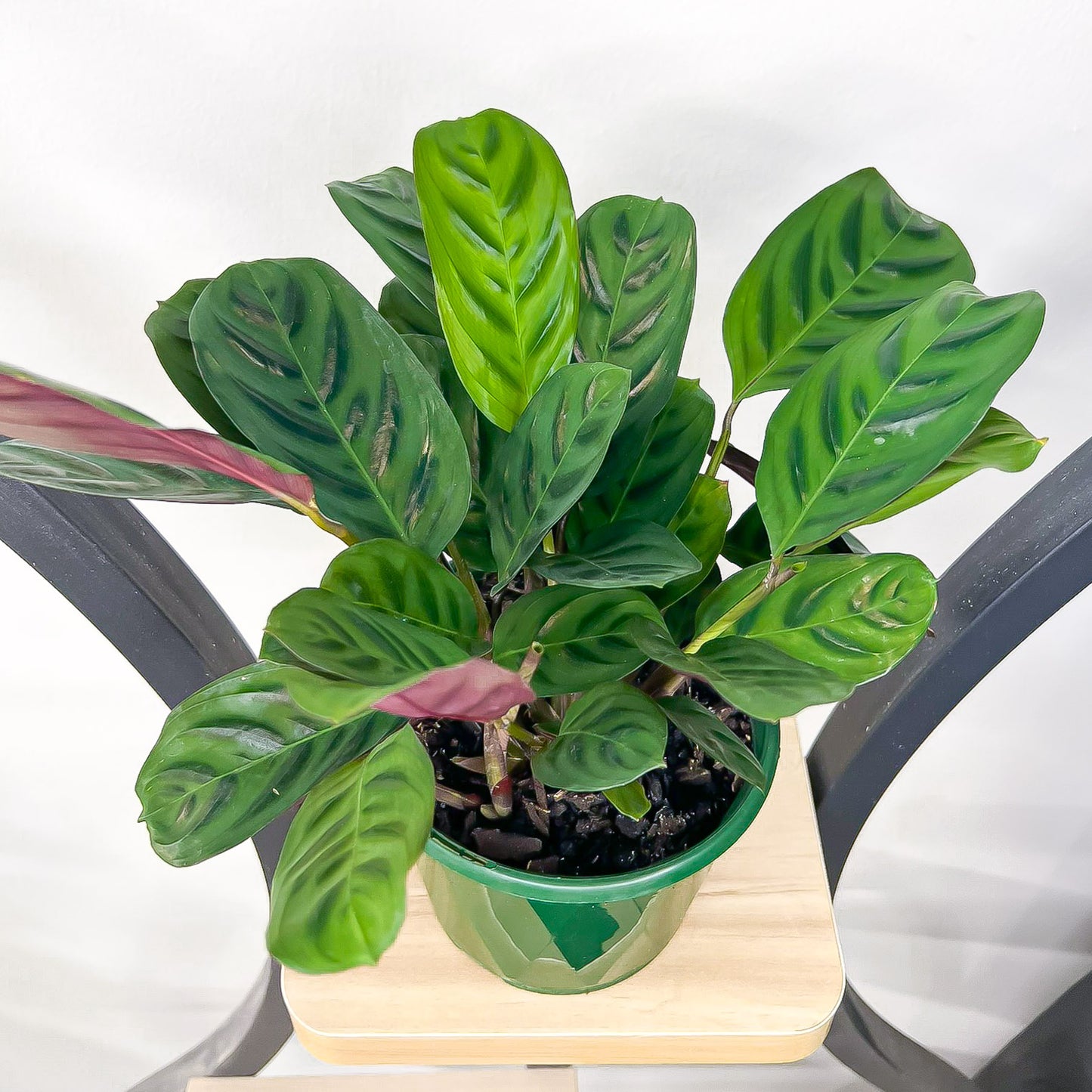 Ctenanthe Burle-Marxii Obscura