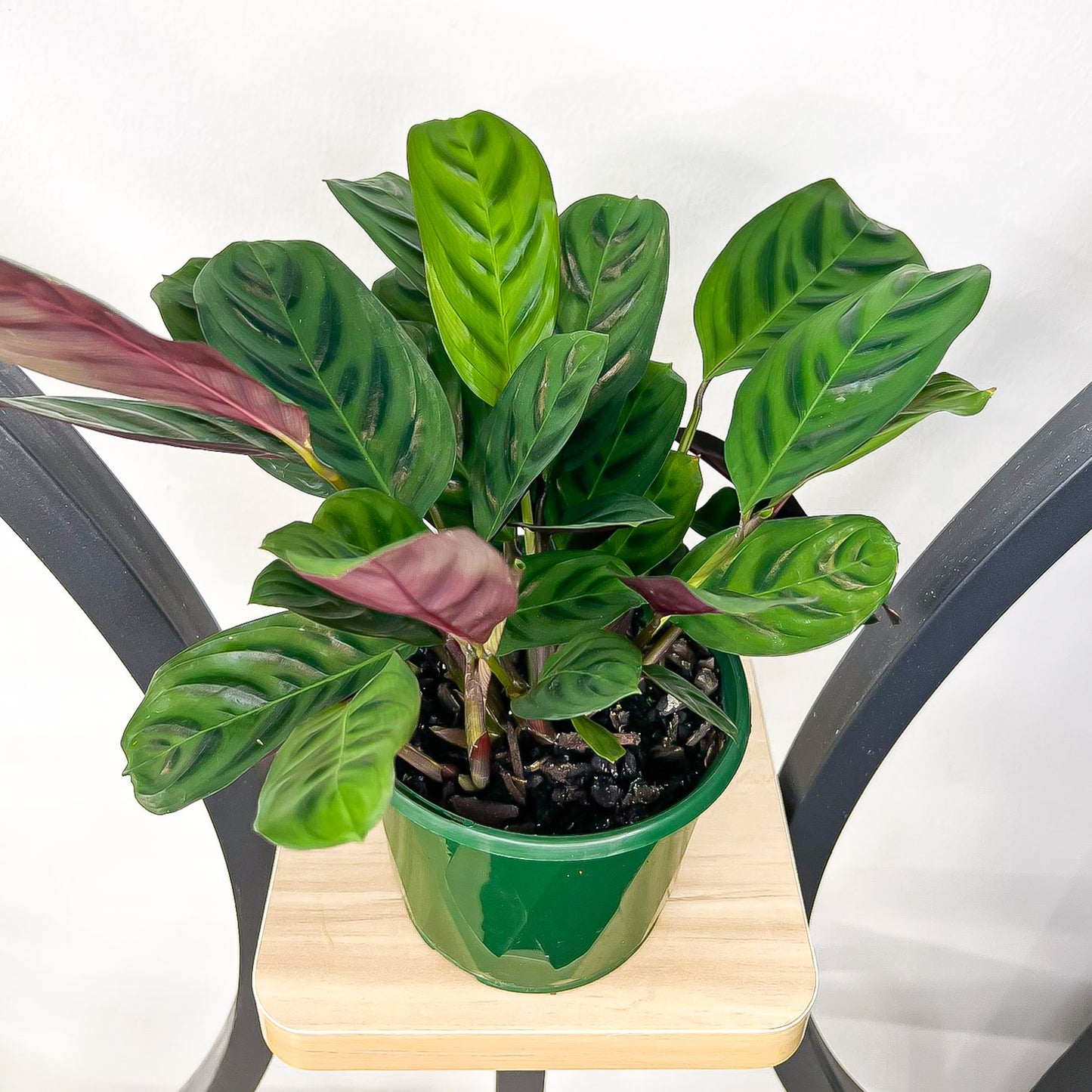 Ctenanthe Burle-Marxii Obscura