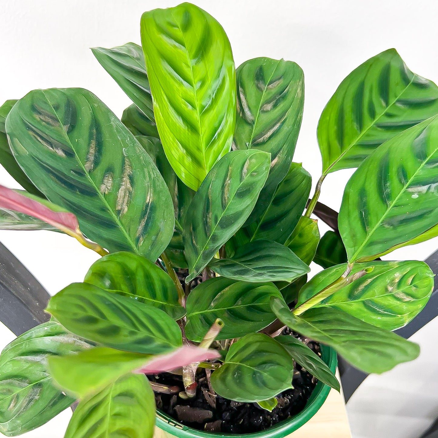 Ctenanthe Burle-Marxii Obscura