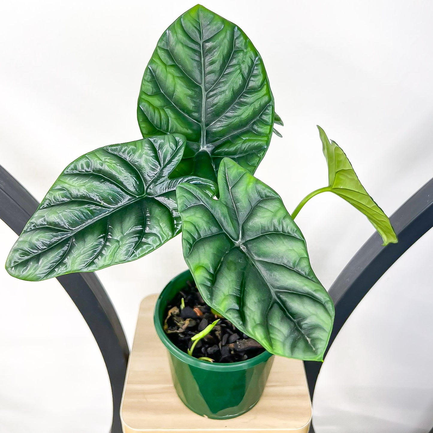 Alocasia Sinuata