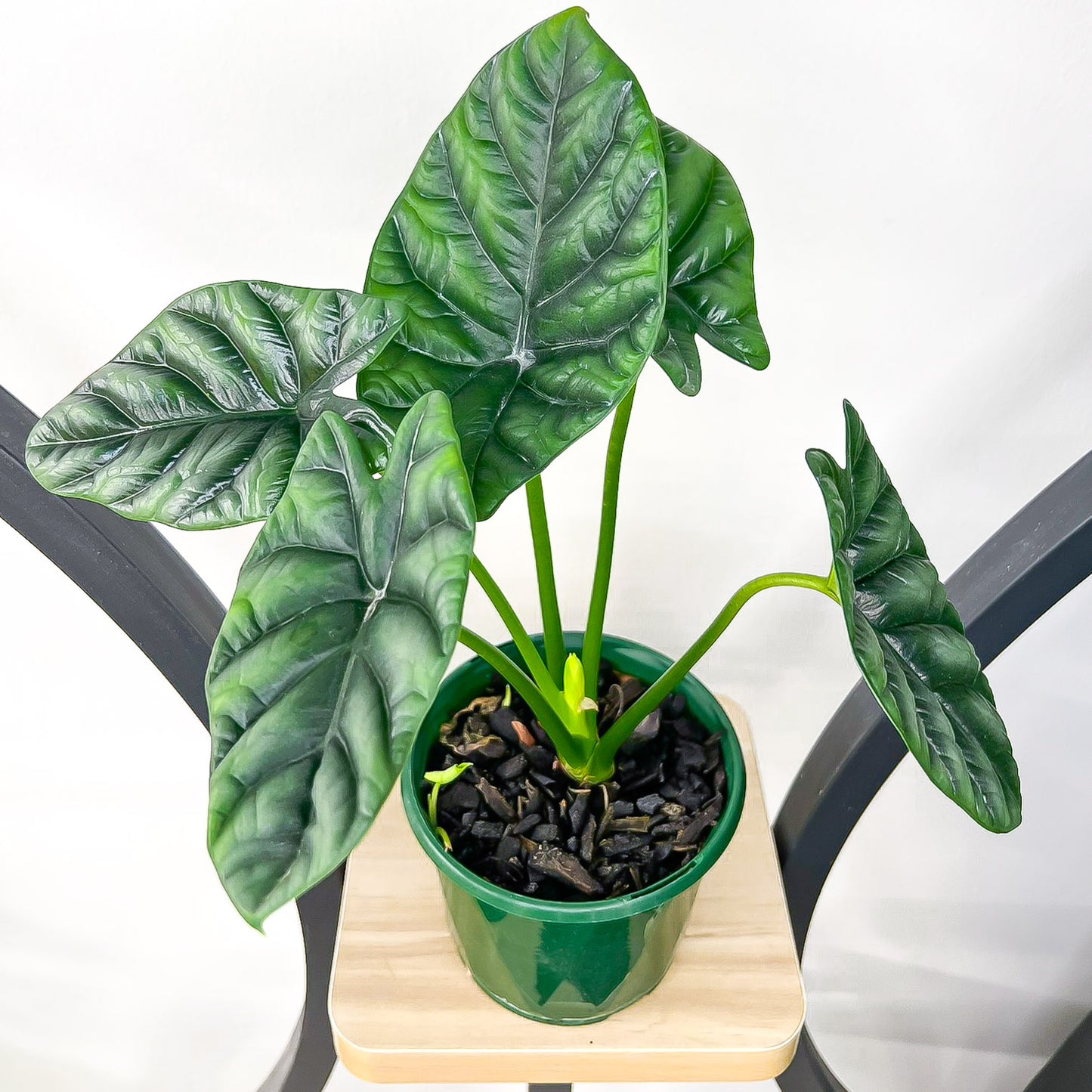 Alocasia Sinuata