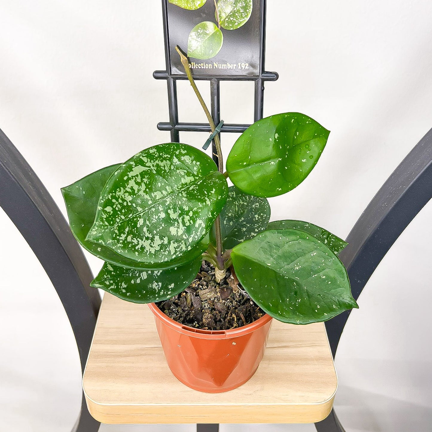 Hoya Snowball Splash