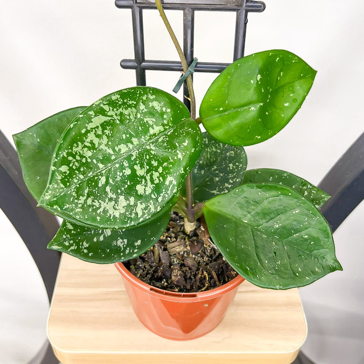 Hoya Snowball Splash