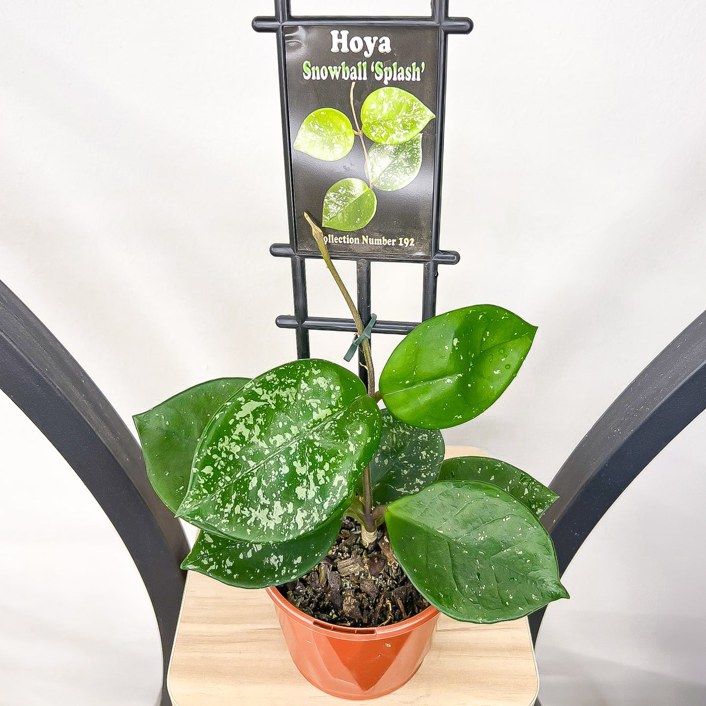 Hoya Snowball Splash