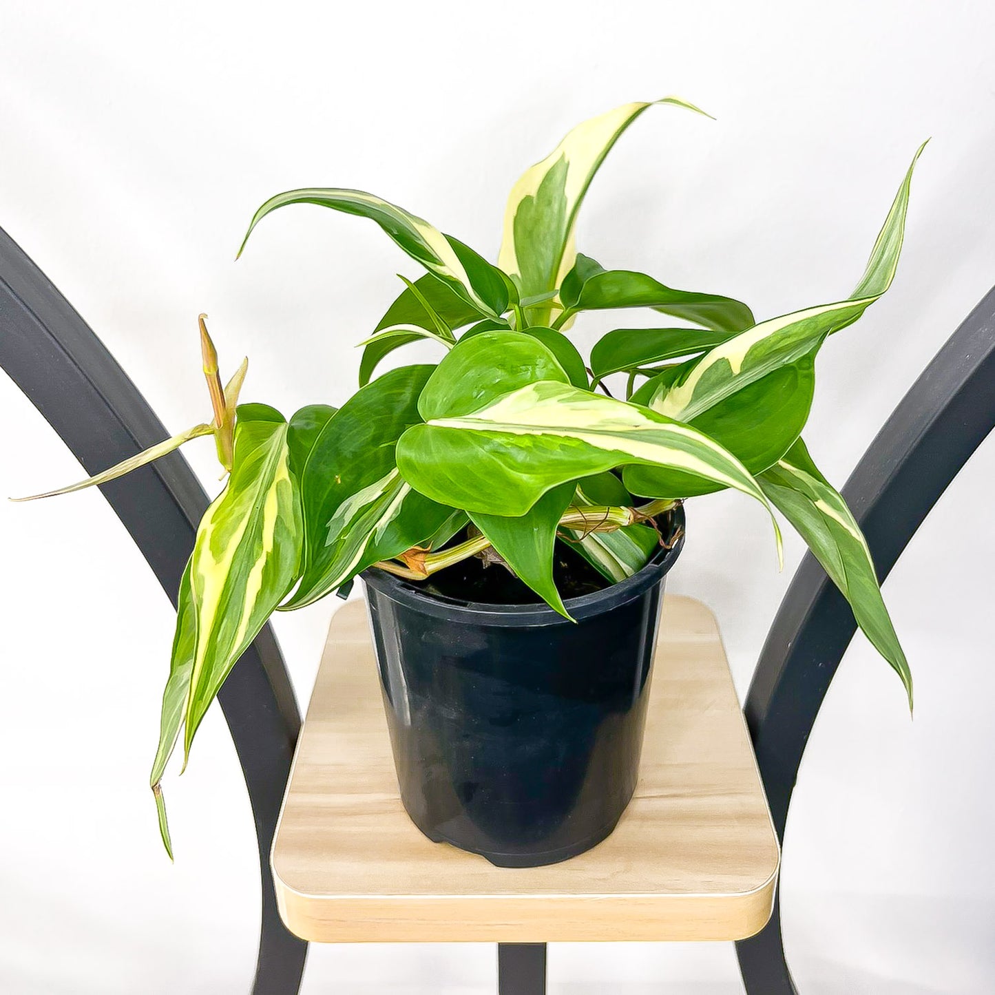 Philodendron Rio