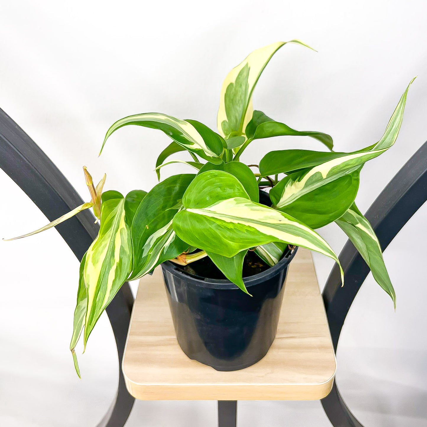 Philodendron Rio