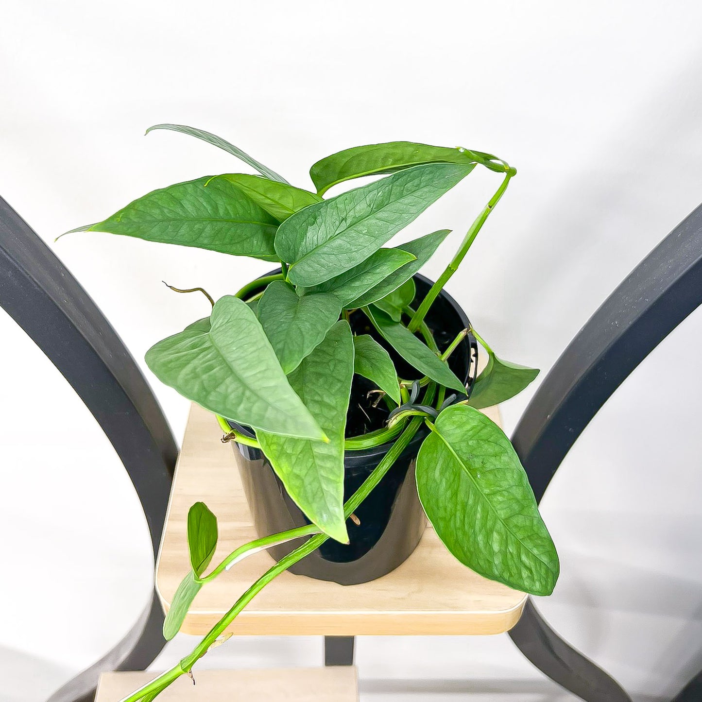 Pothos Cebu Blue | The Plant Boys